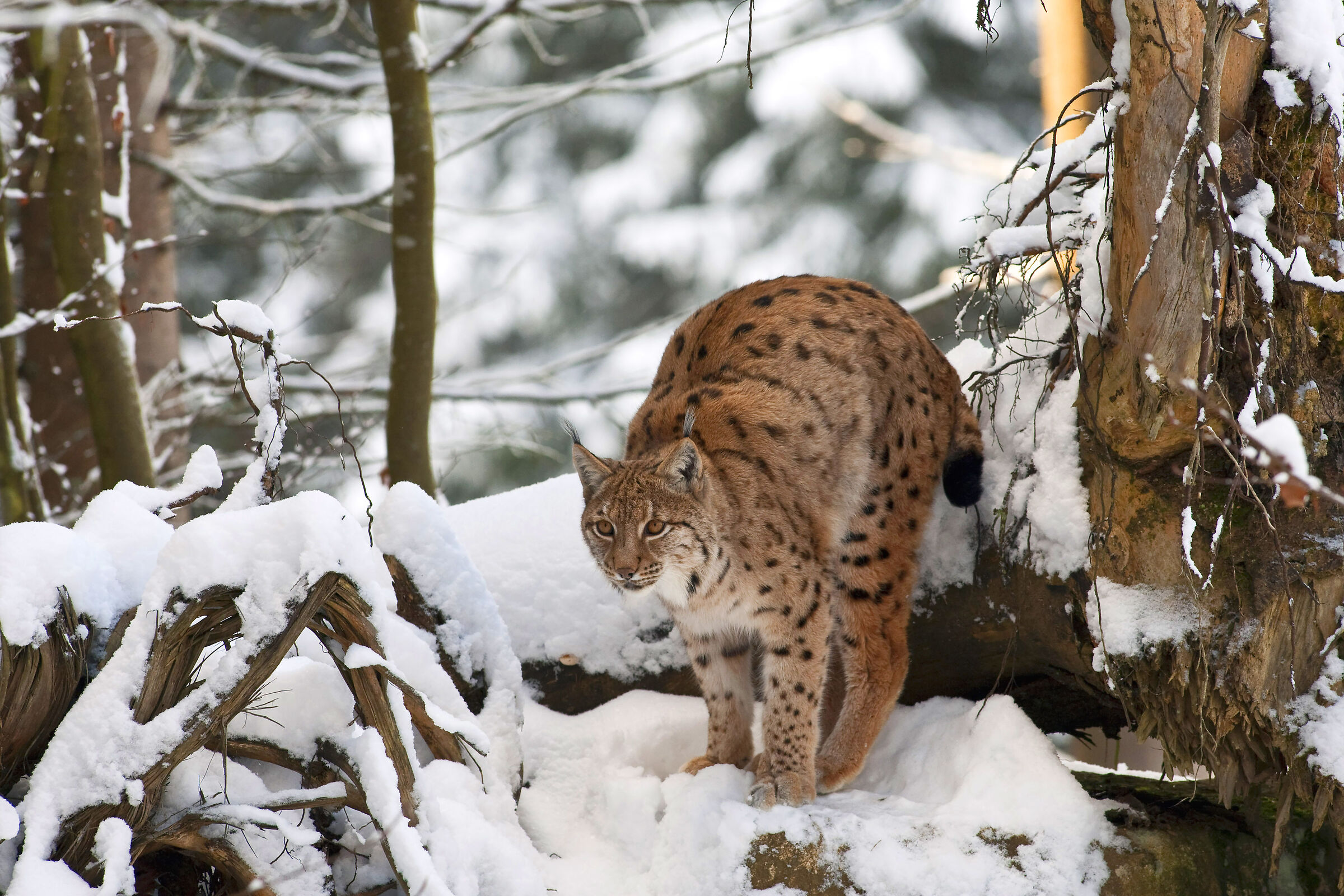 lince