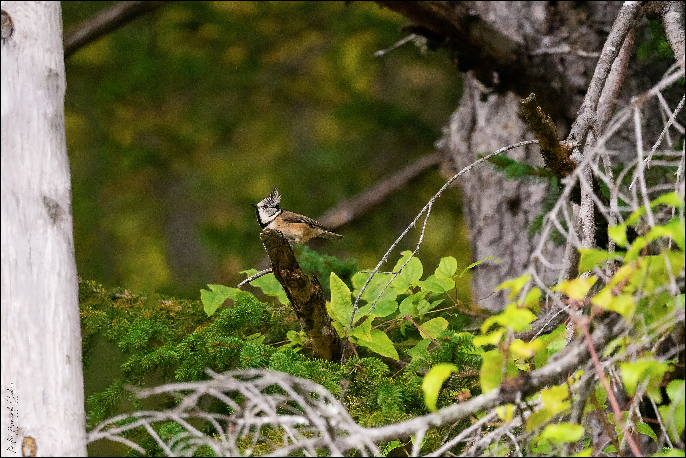 E finalmente...la cincia dal ciuffo