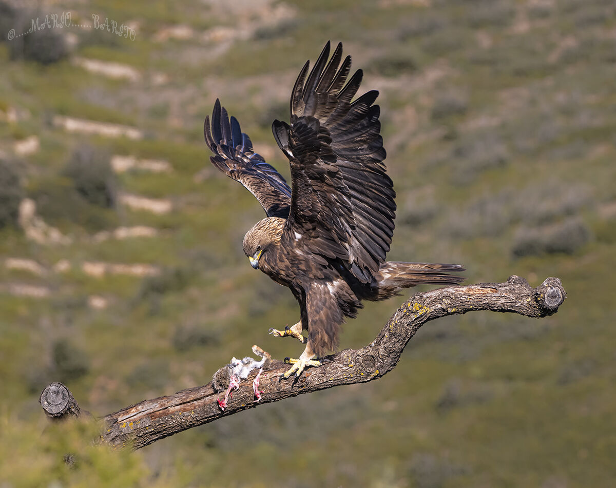 golden eagle