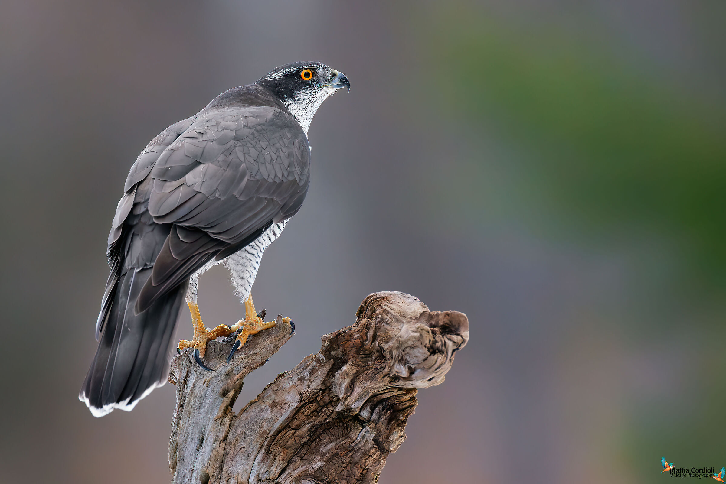 goshawk