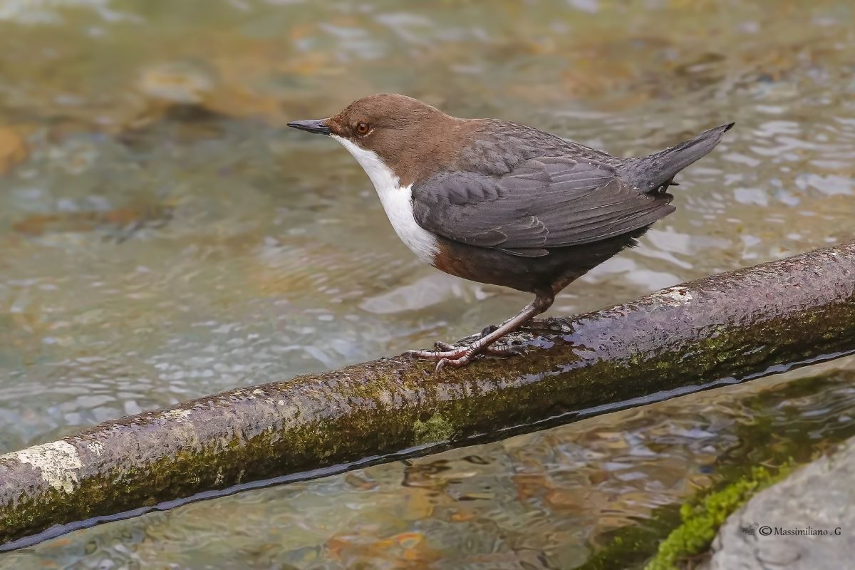 White-throated dipper