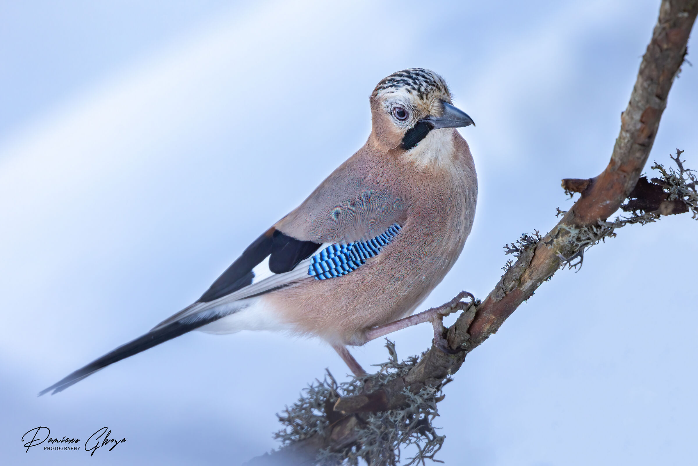 The beauty of the jay