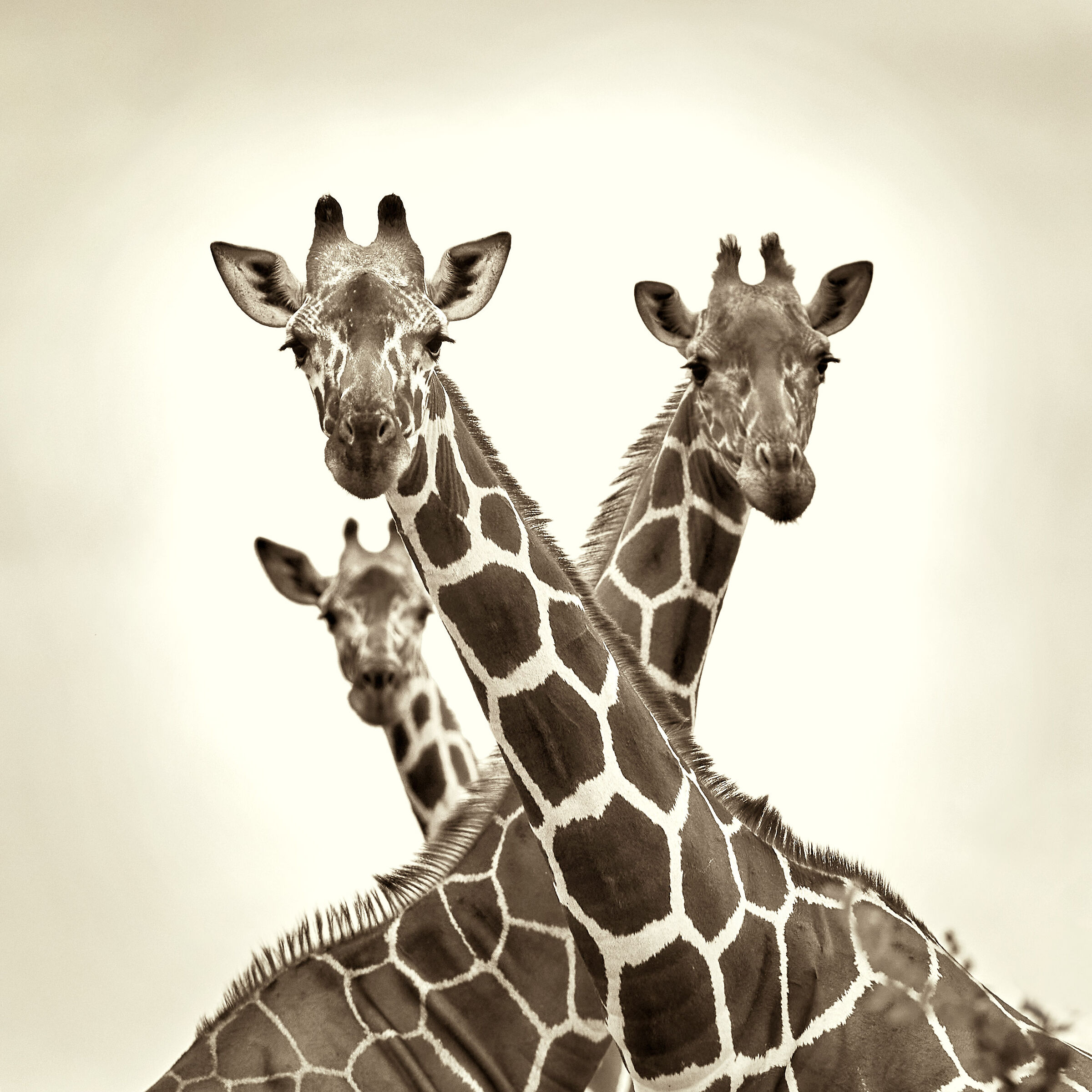 Giraffe reticolate