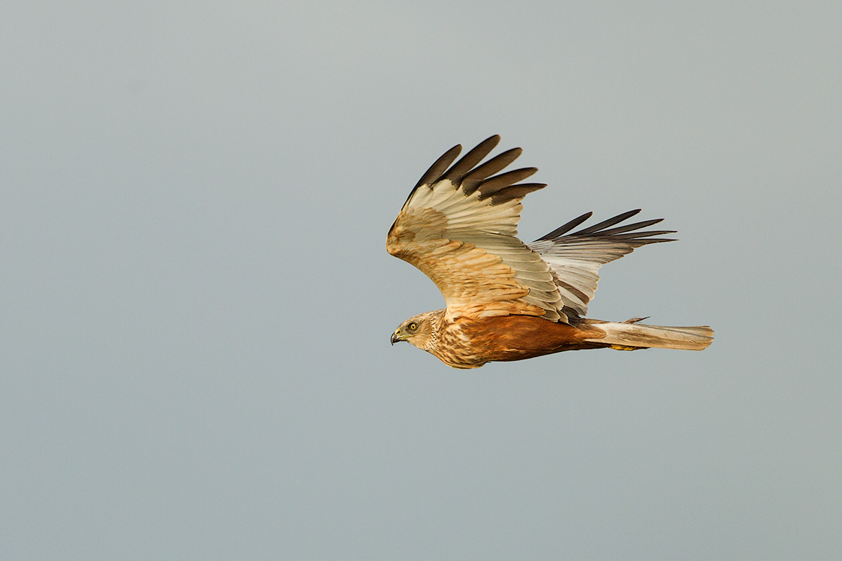 Marsh Harrier male