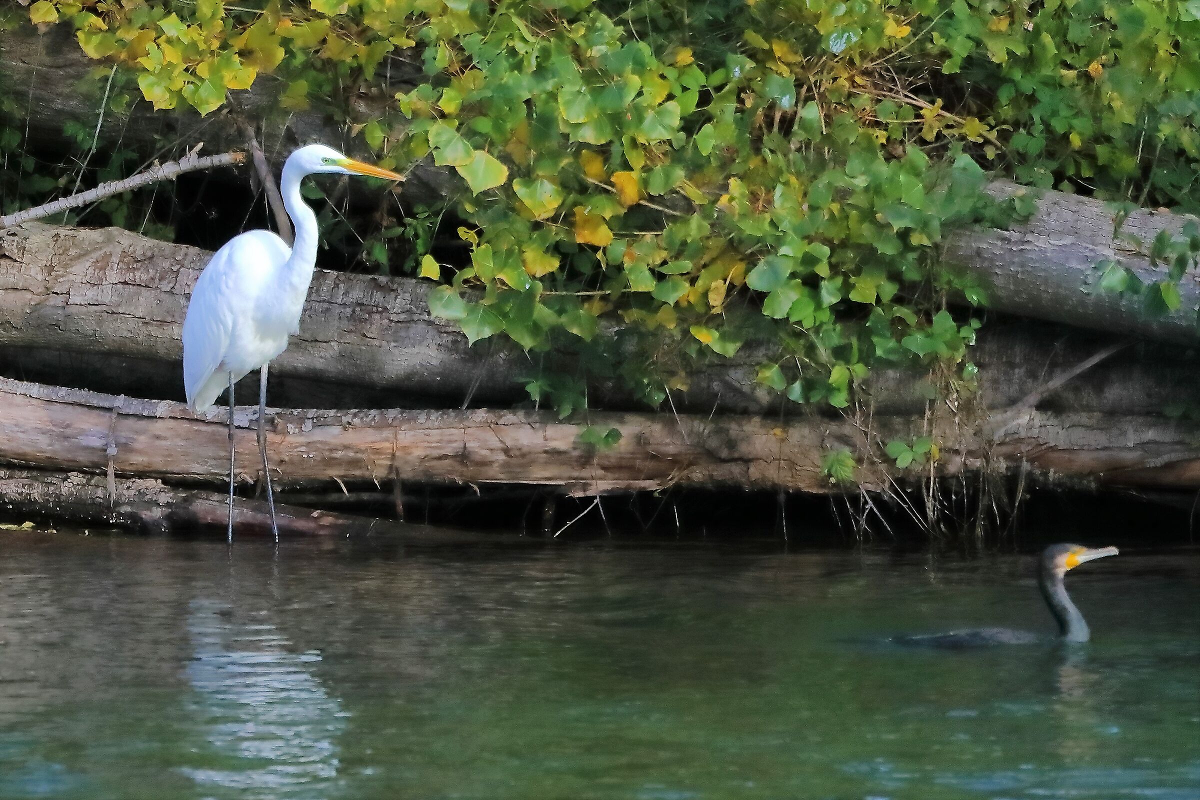 Airone BM 19-11-2022