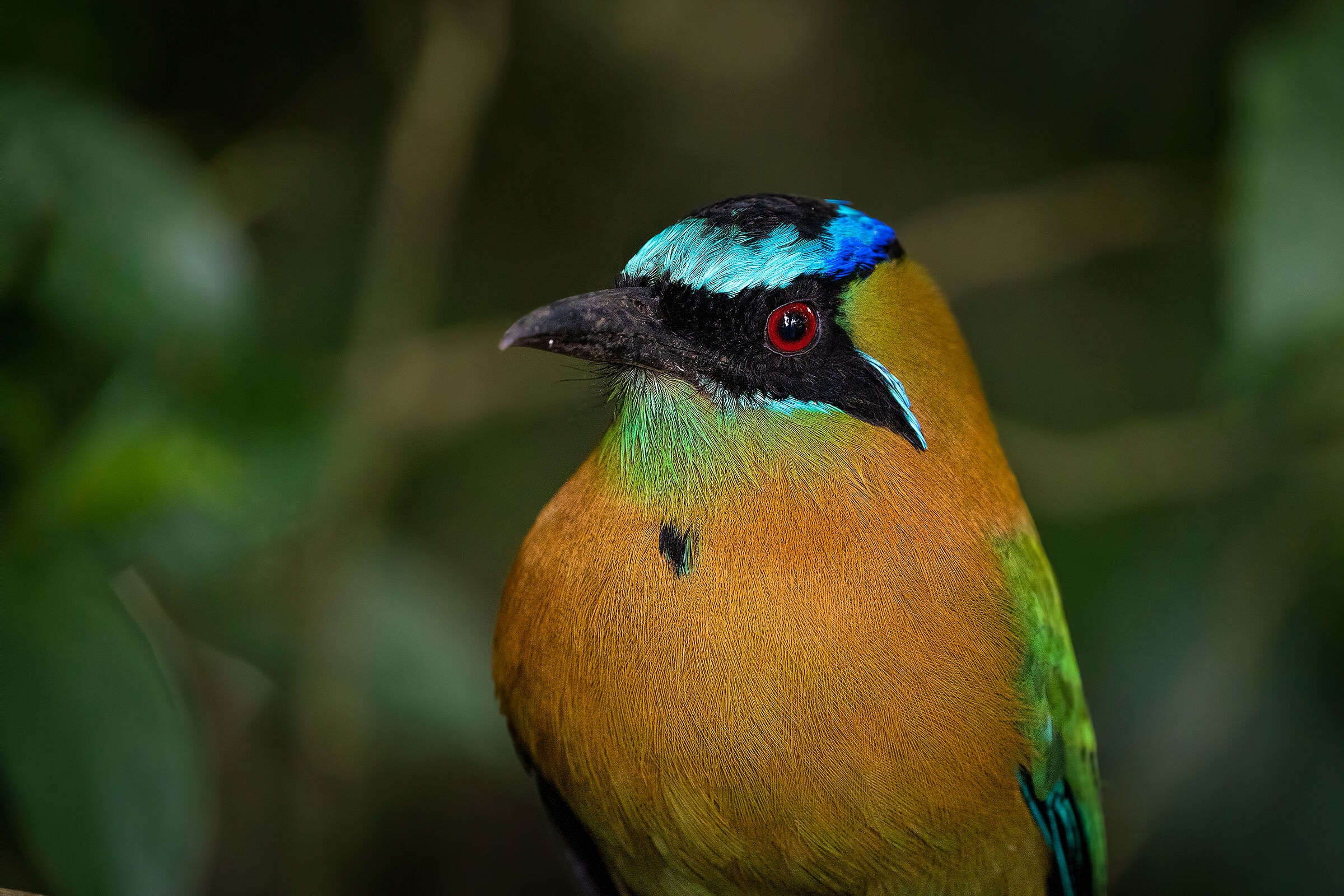 Motmot capoblu