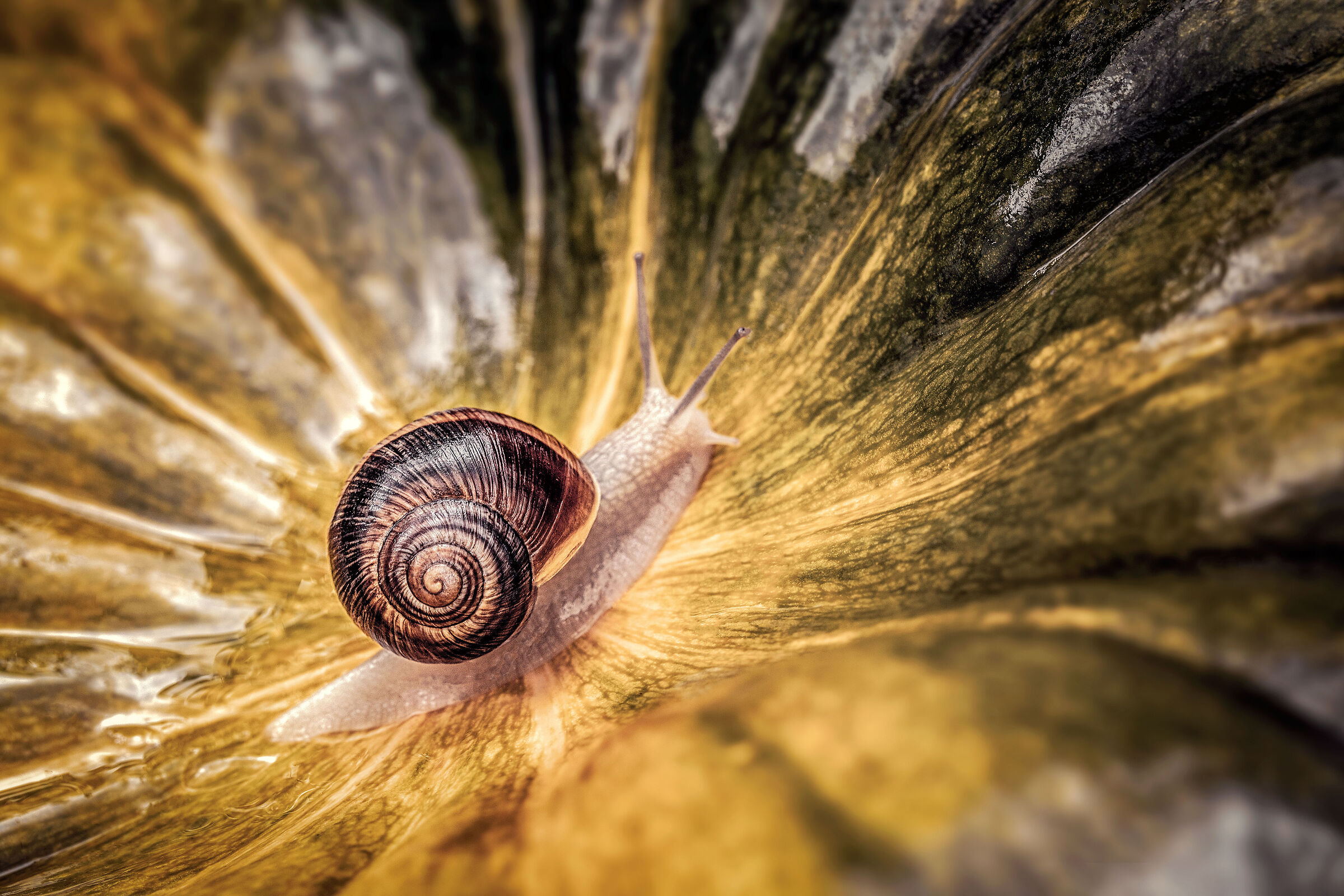 Snail on pumpkin