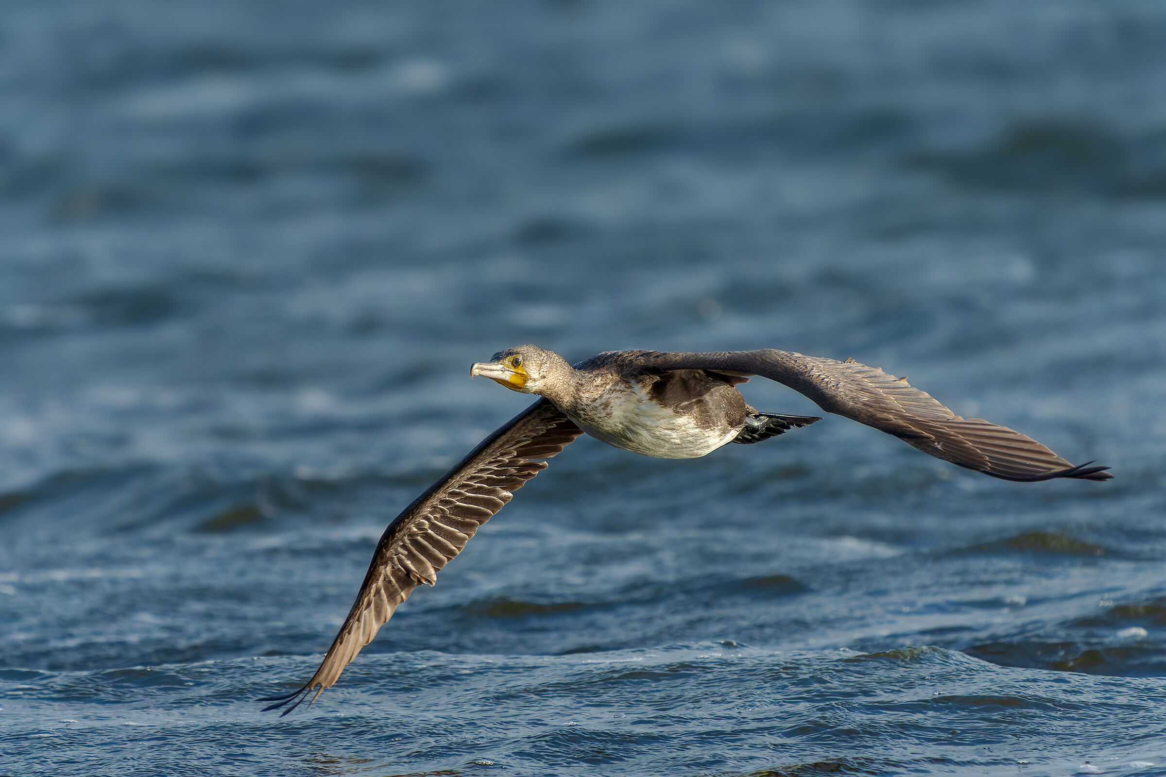 Risalendo il maestrale