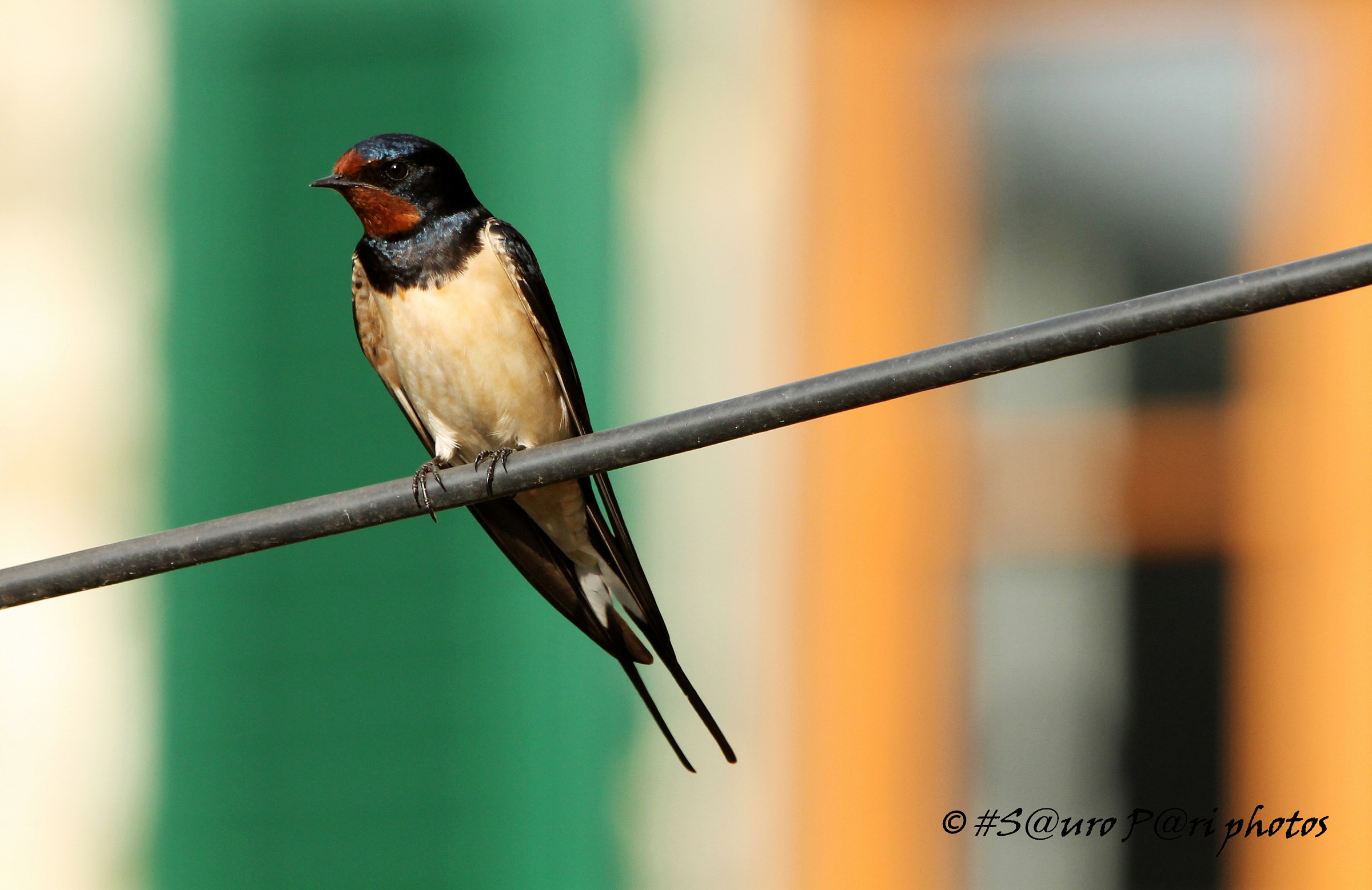 swallow