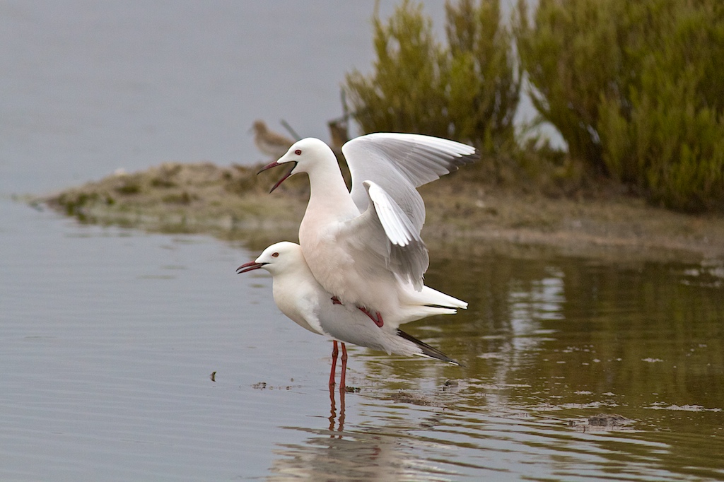 Gabbiano Roseo in accoppiamento