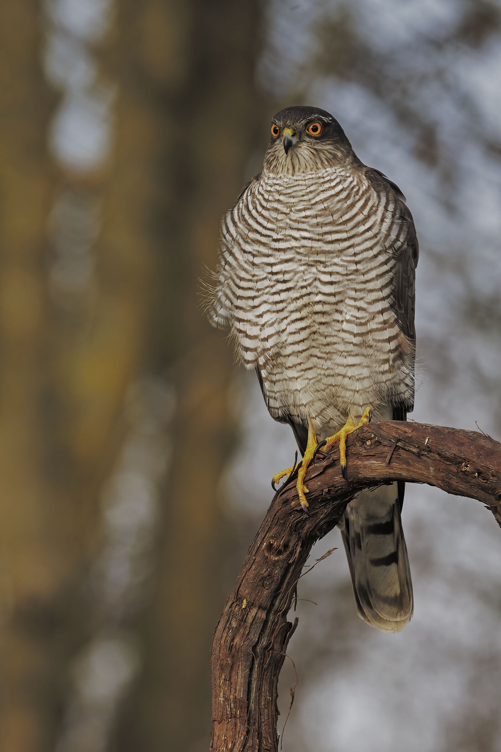 Sparrowhawk Juv ??