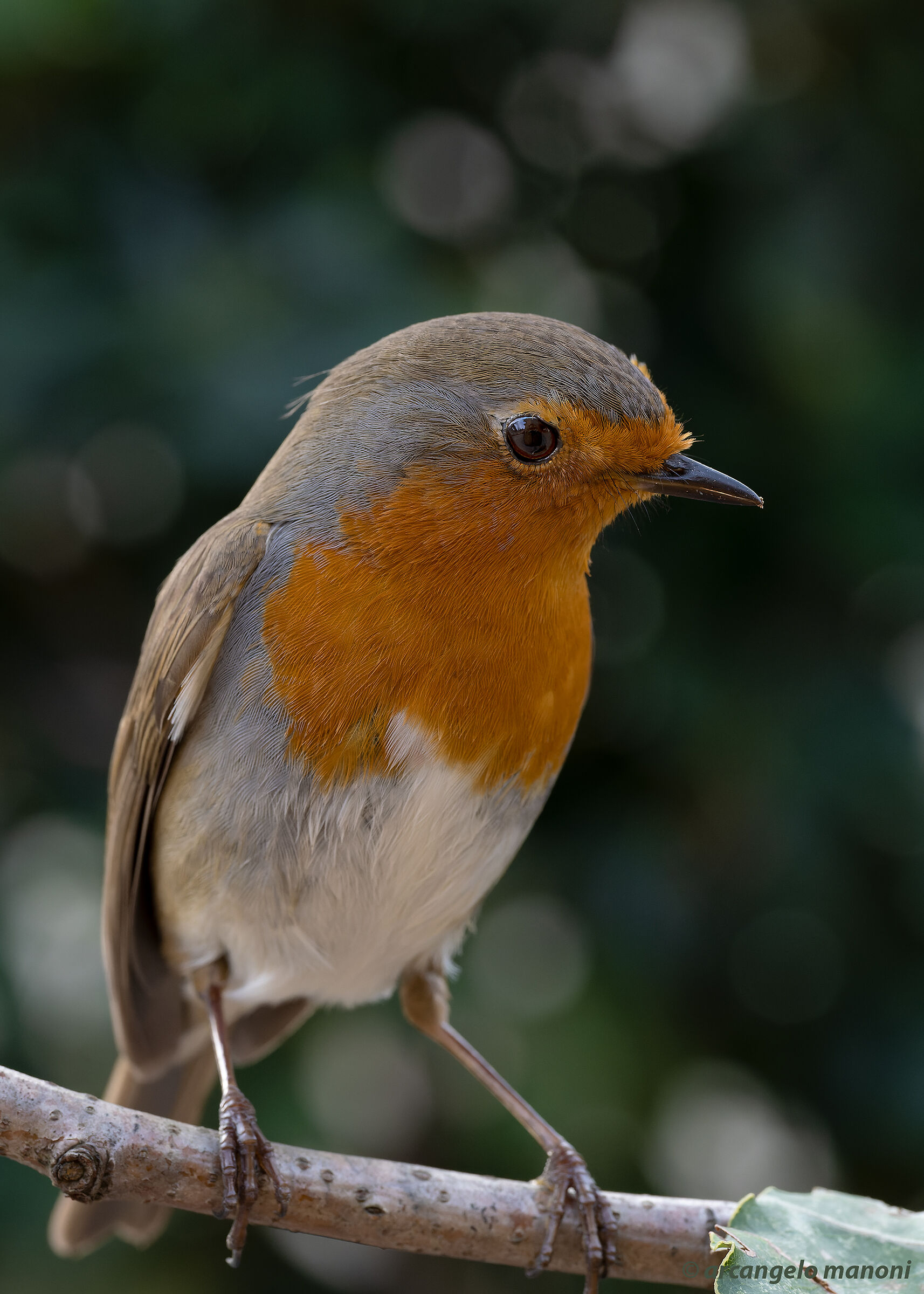 Robin waiting for mealworms