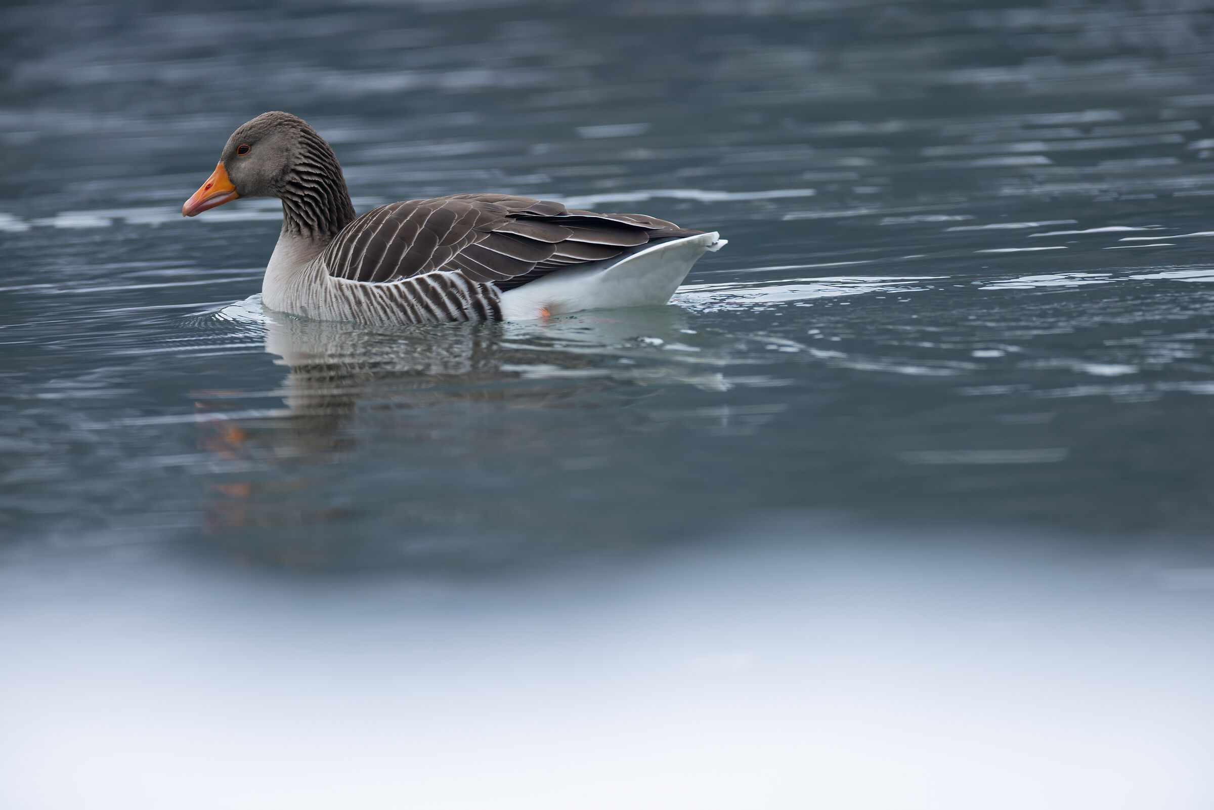 Oca Selvatica invernale