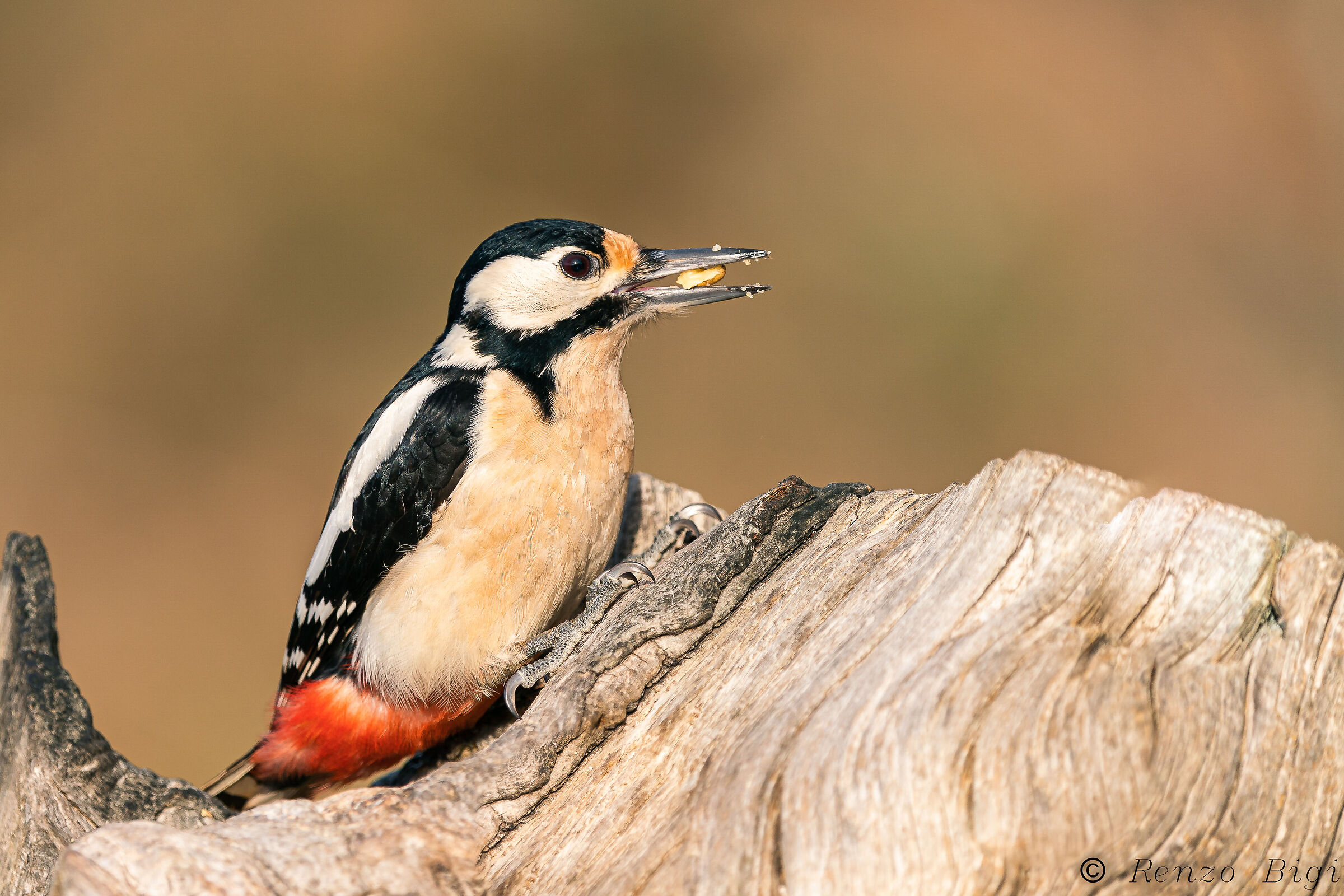 Picchio rosso maggiore
