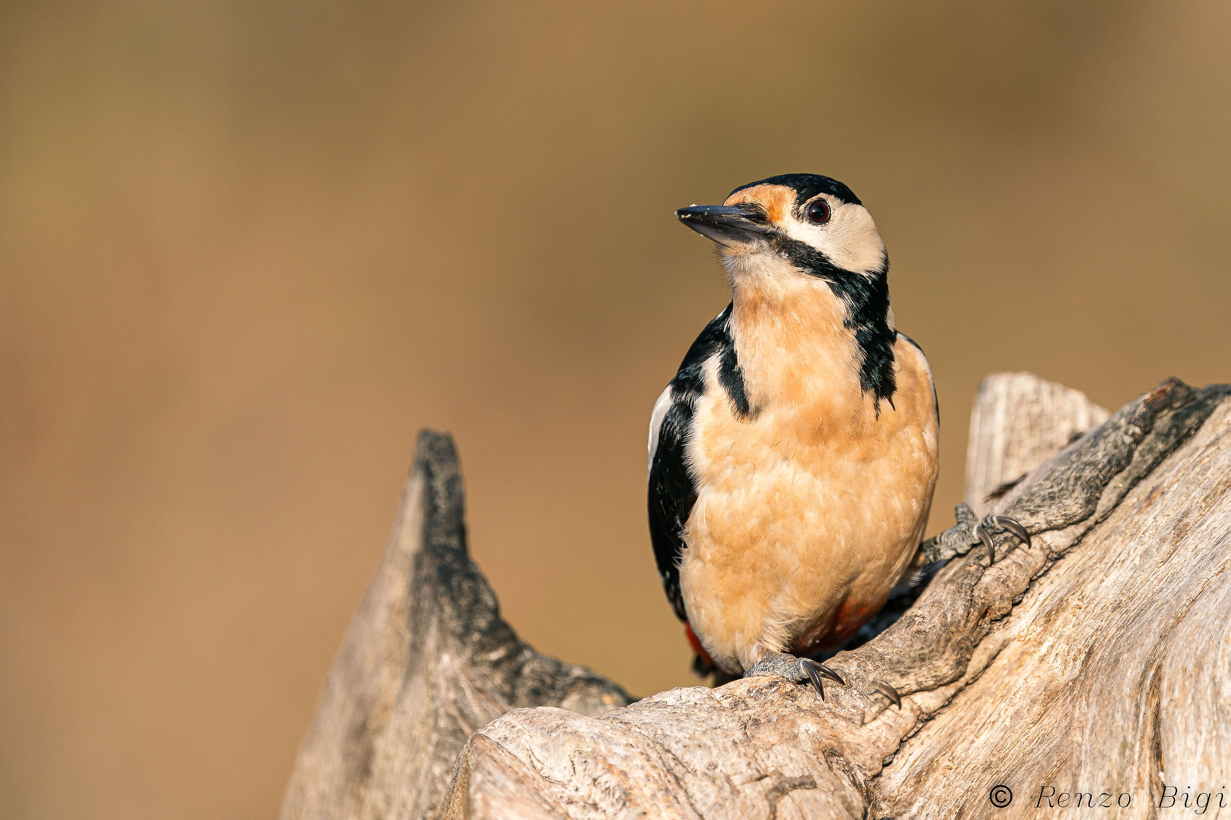 Picchio rosso maggiore