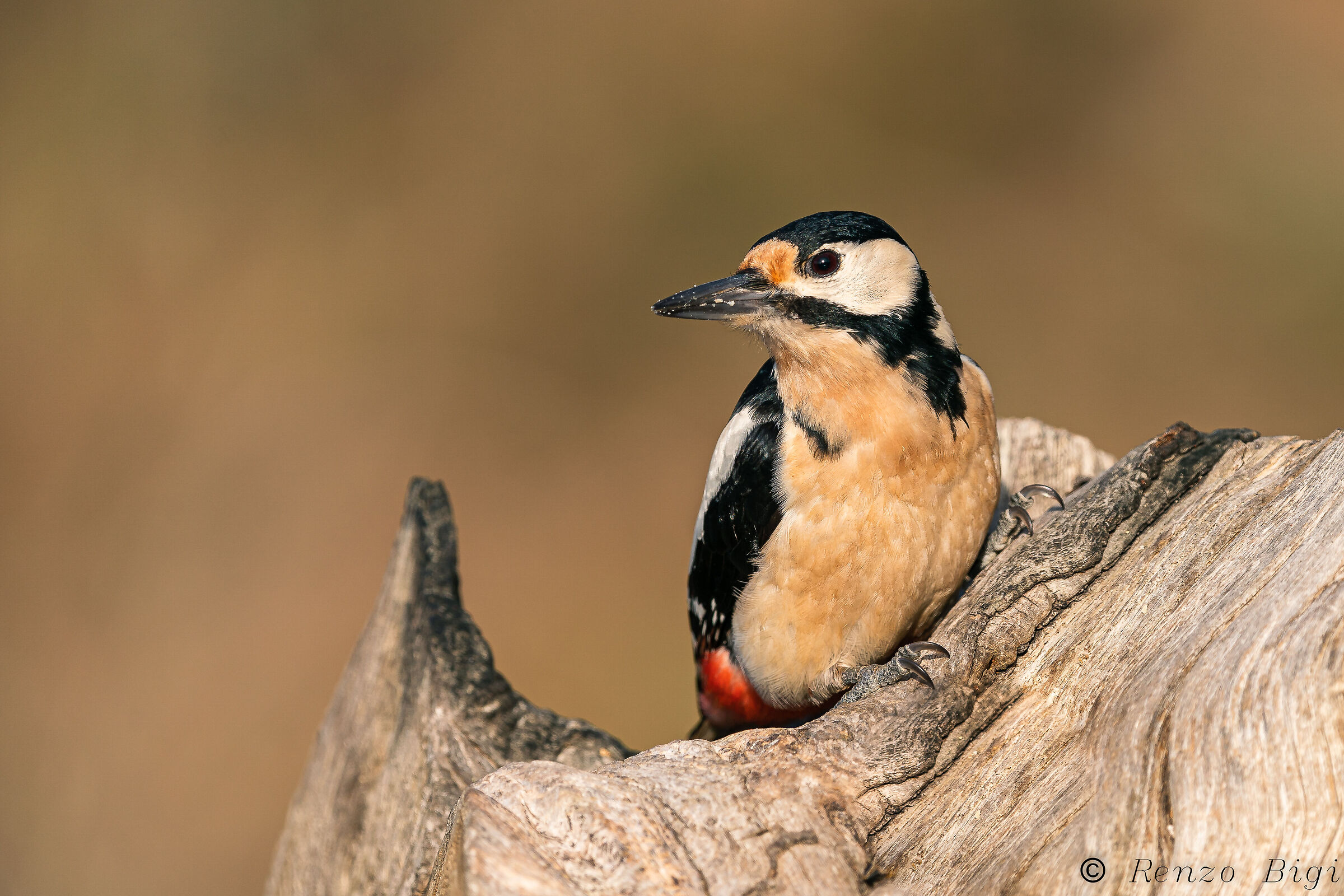 Picchio rosso maggiore