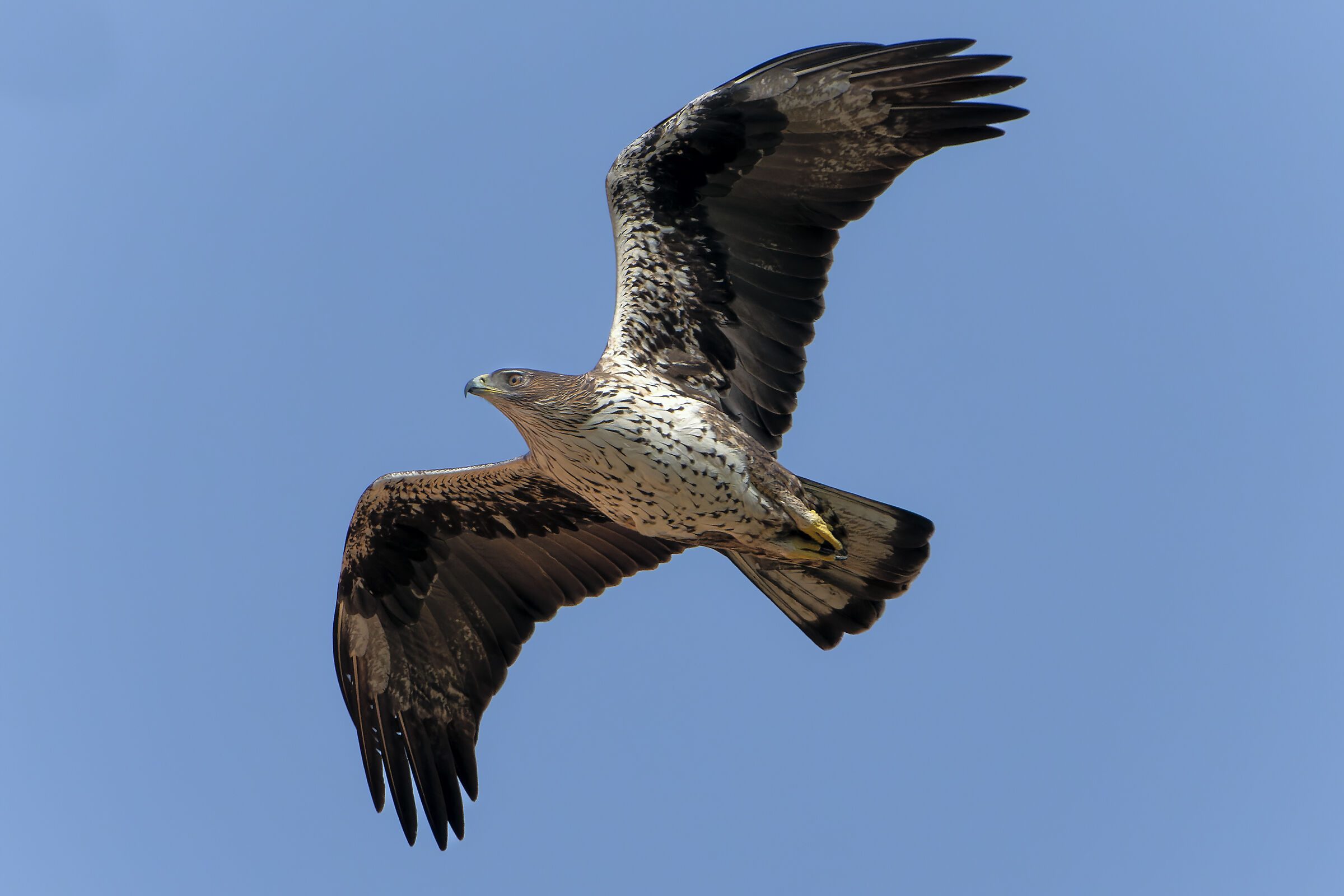 Bonelli's Eagle