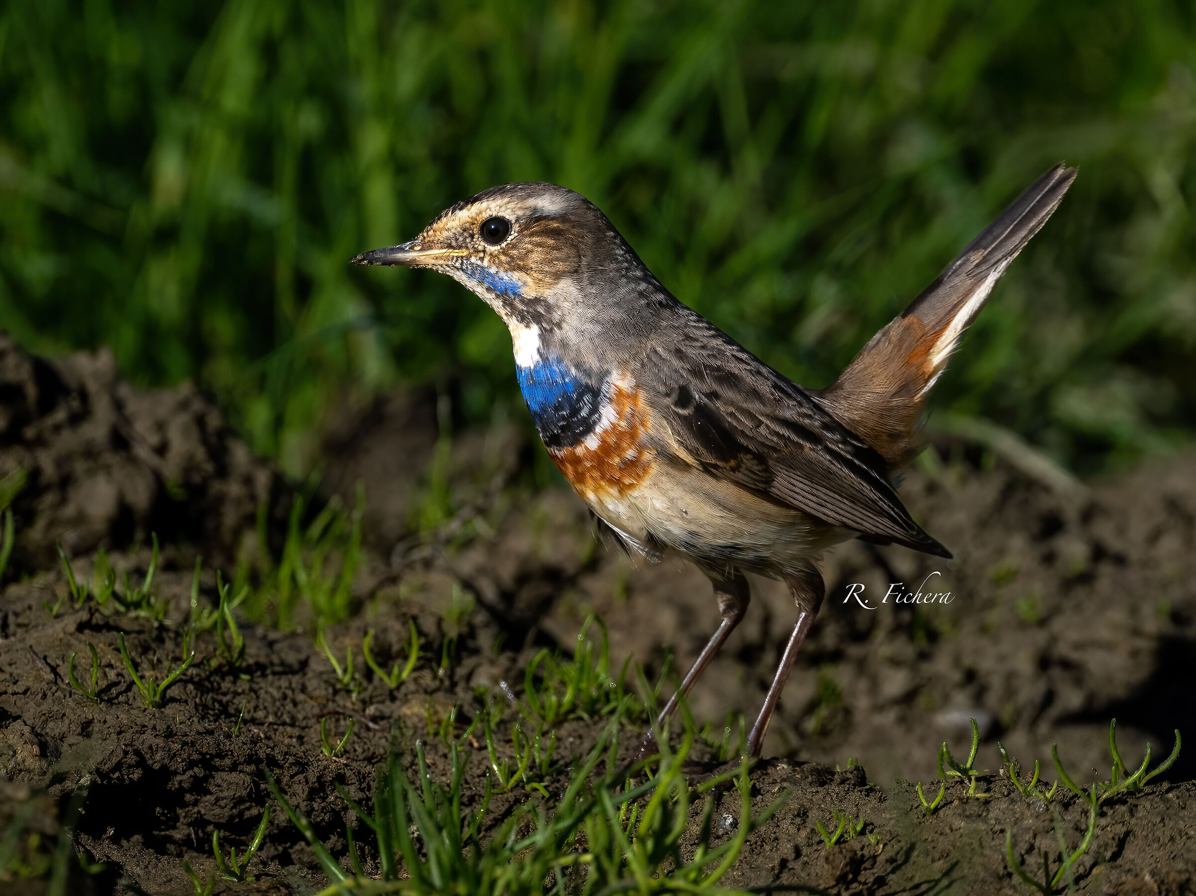 Pettazzurro Luscinia svecica