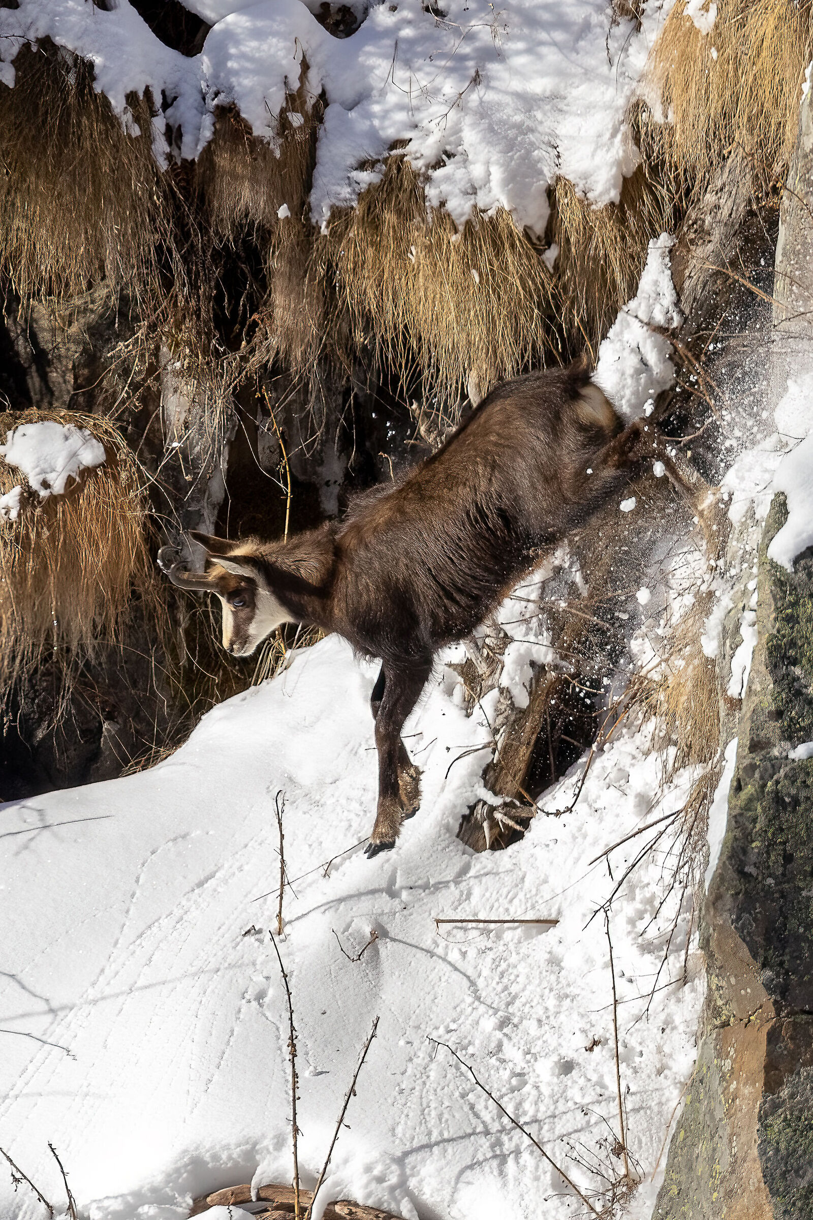 Camoscio in movimento
