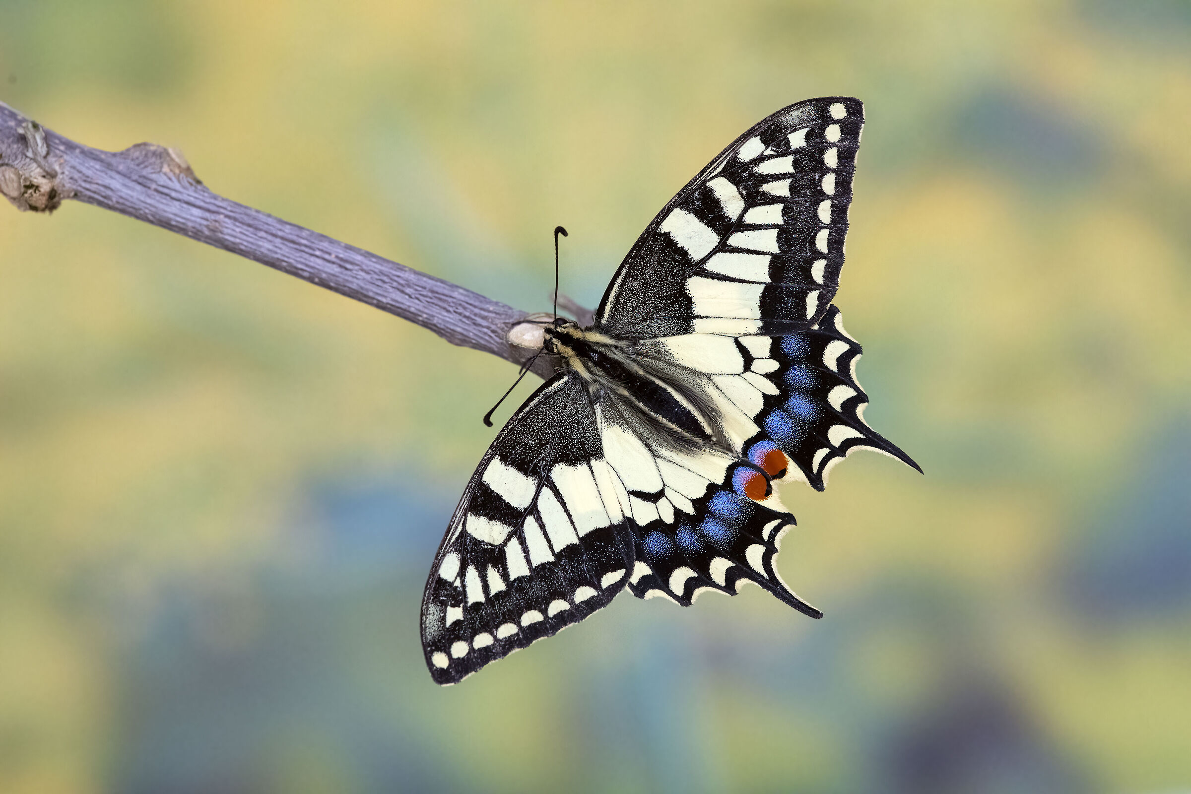 Swallowtail