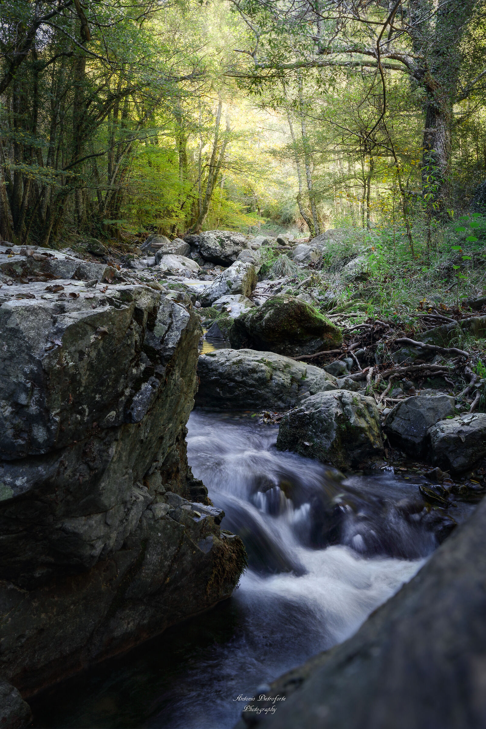 The Enchanted Forest
