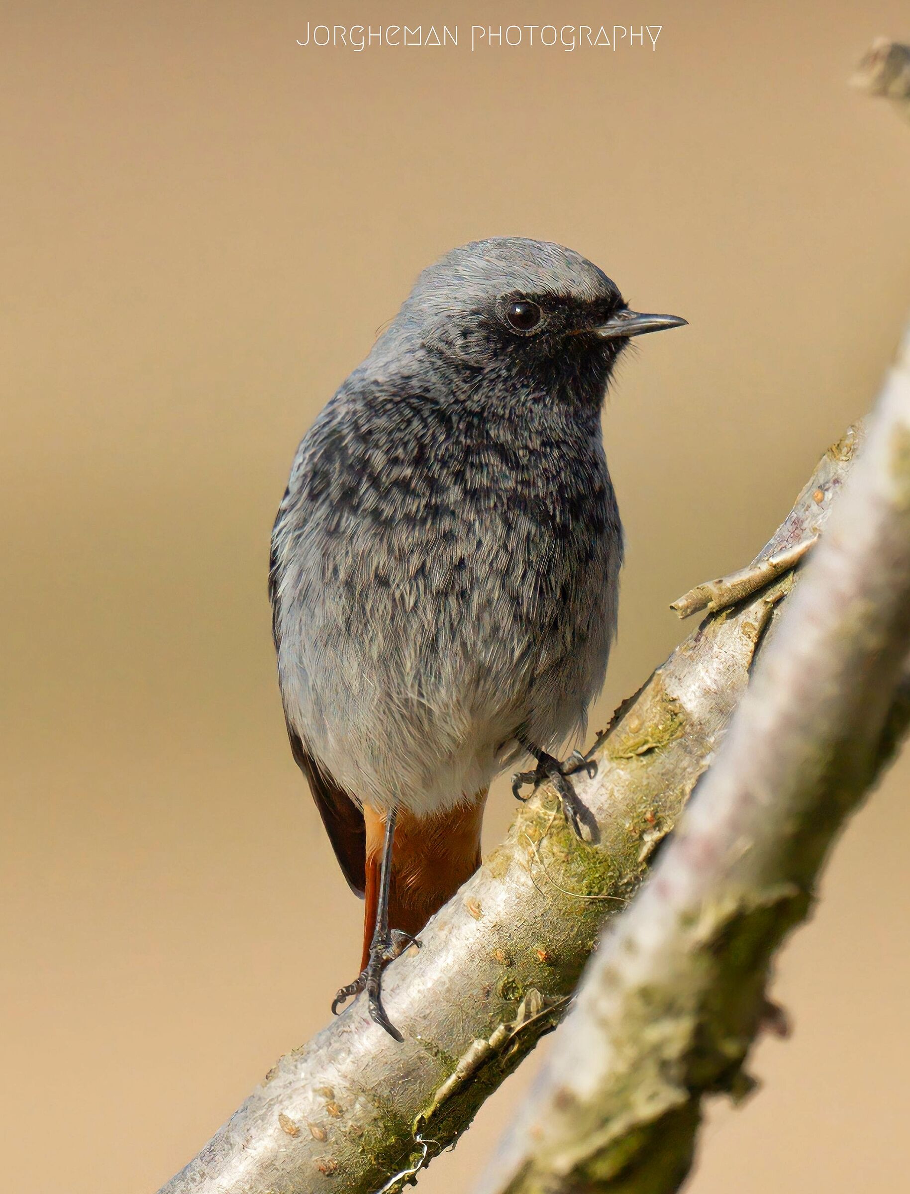 Codirosso spazzacamino