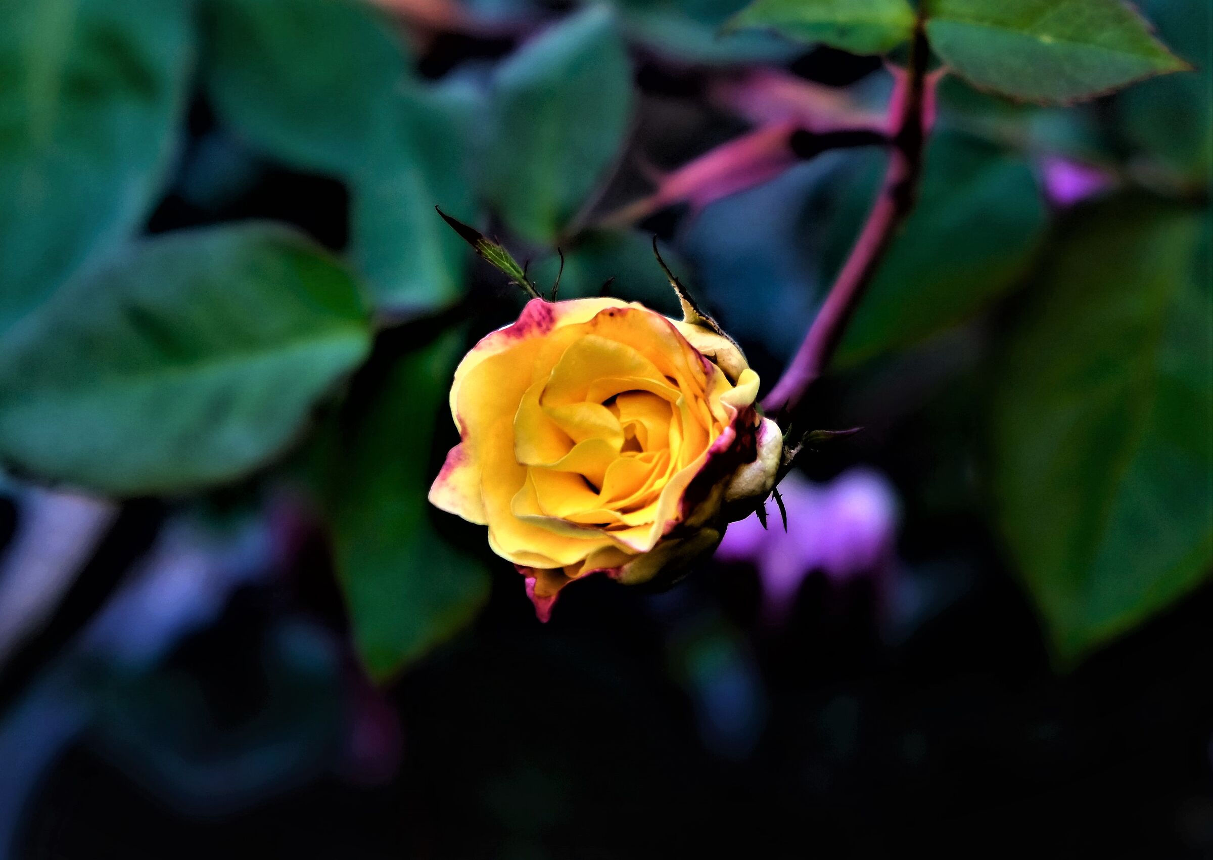 una rosa a Gennaio? è tempo? è cambiamento cli...