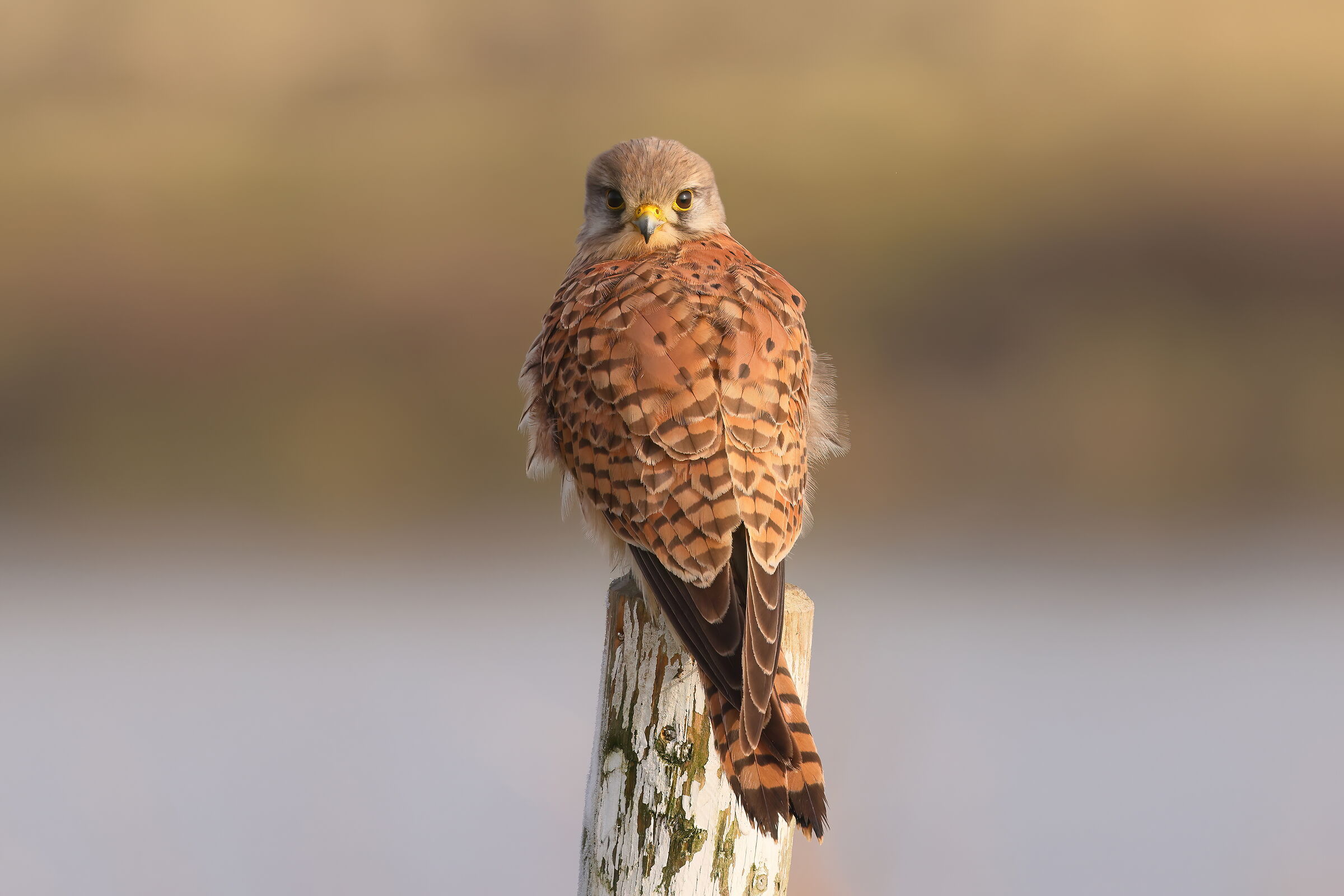Kestrel