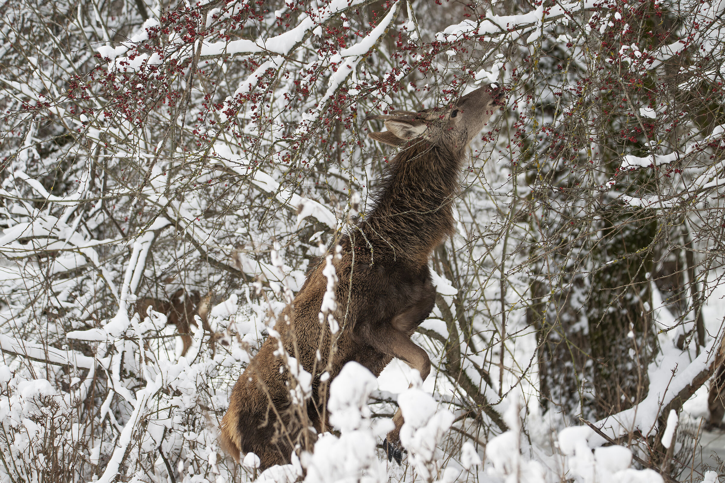 quando la fame si fa sentire...