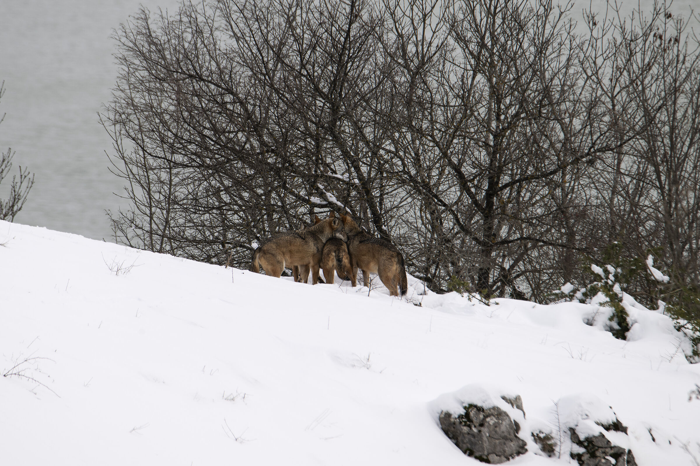 Quando il freddo  si fa' sentire...l'unione fa la fo...