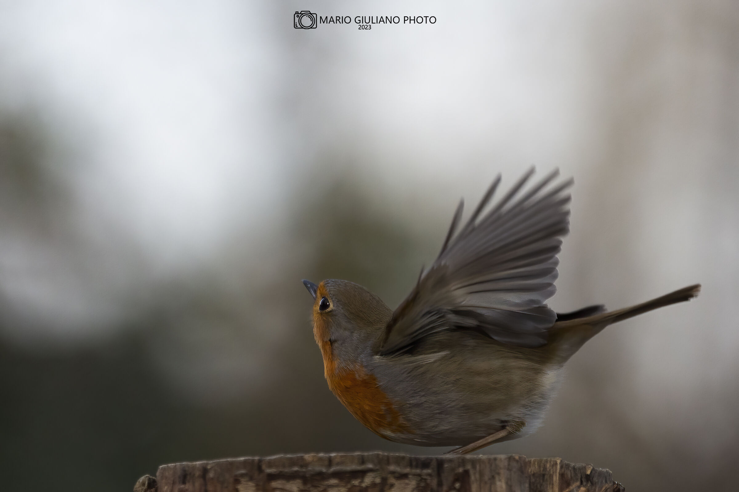 Robin