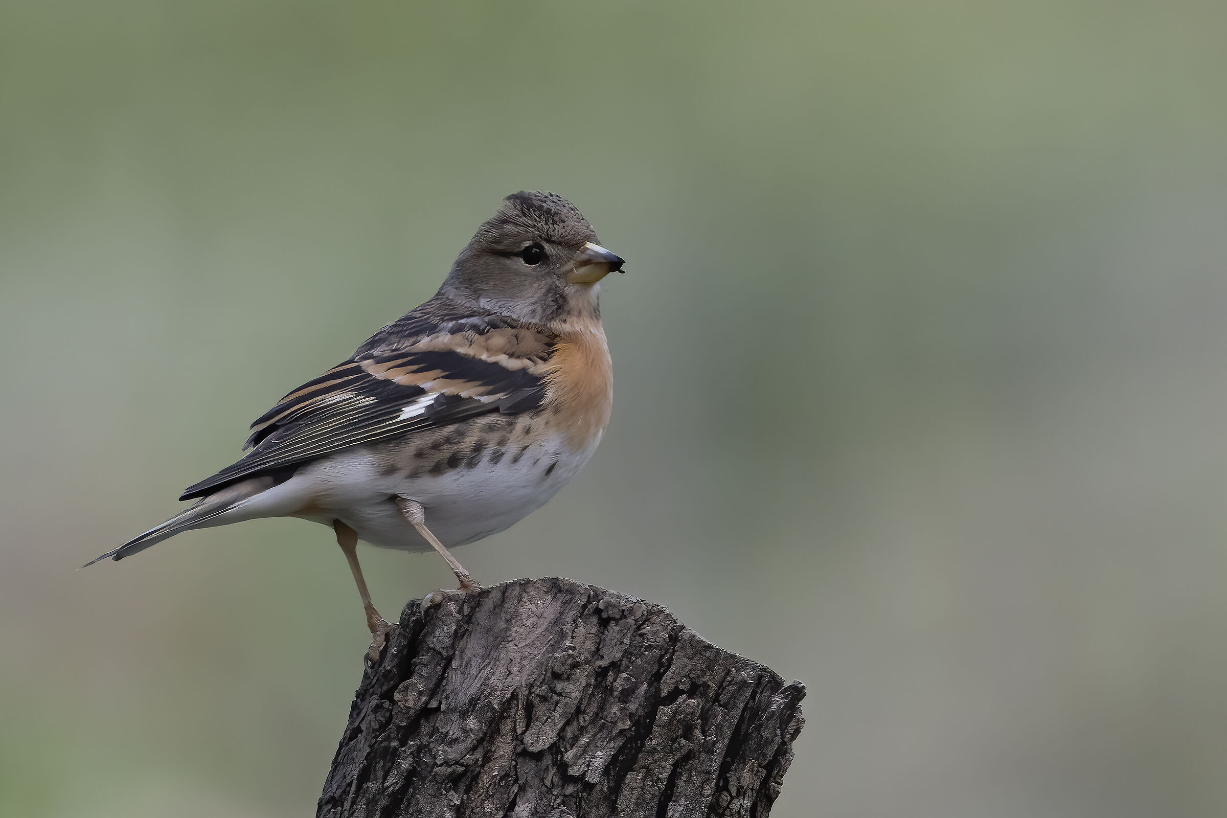 brambling