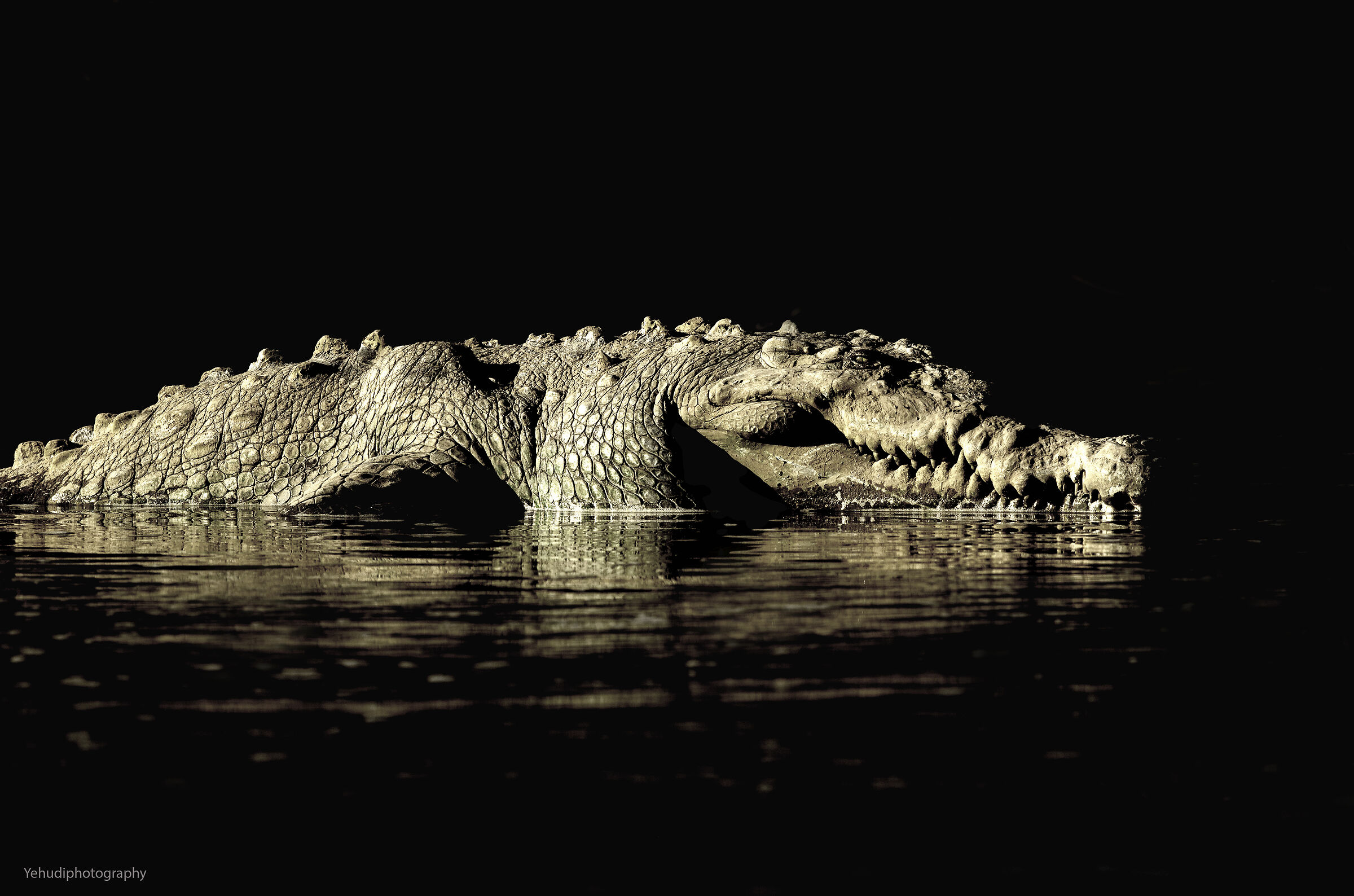 American crocodile
