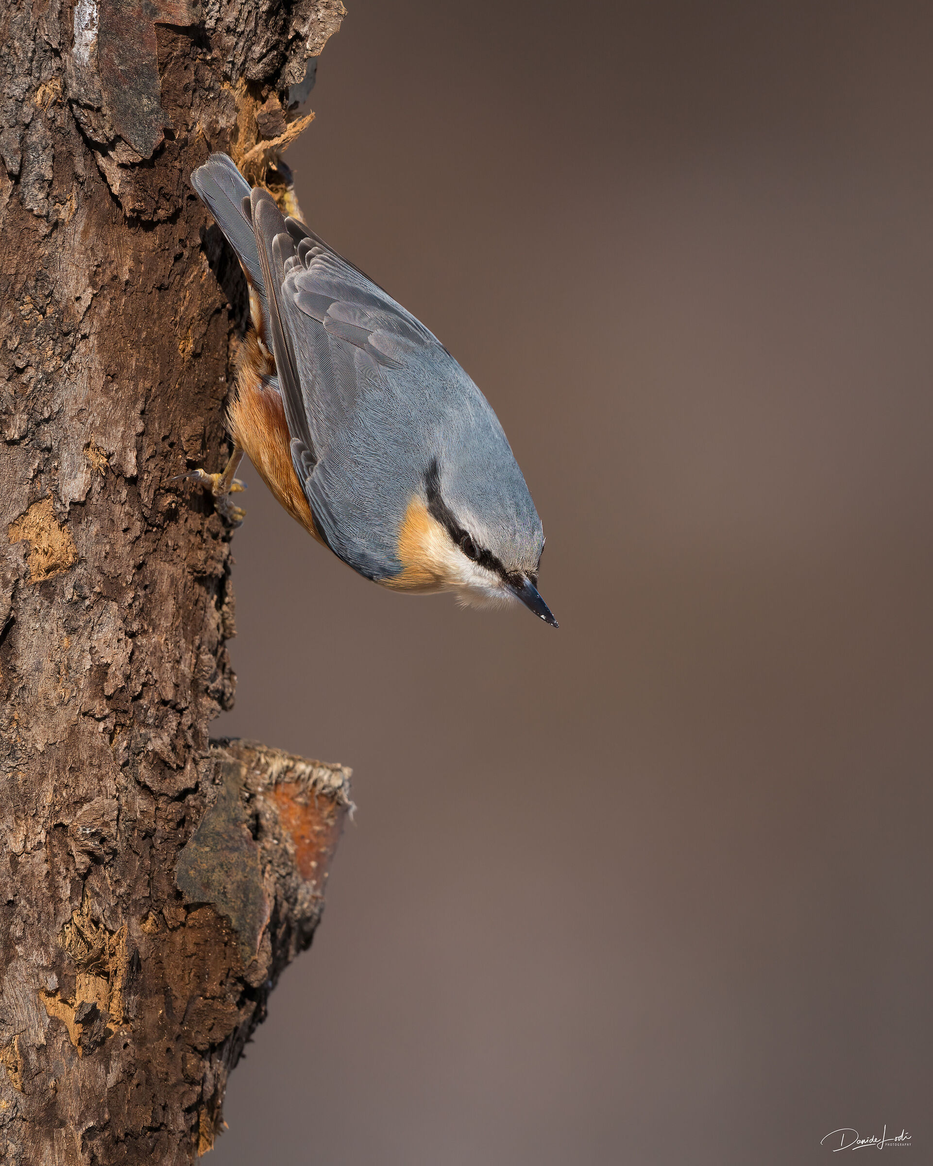 Wood nuthatch