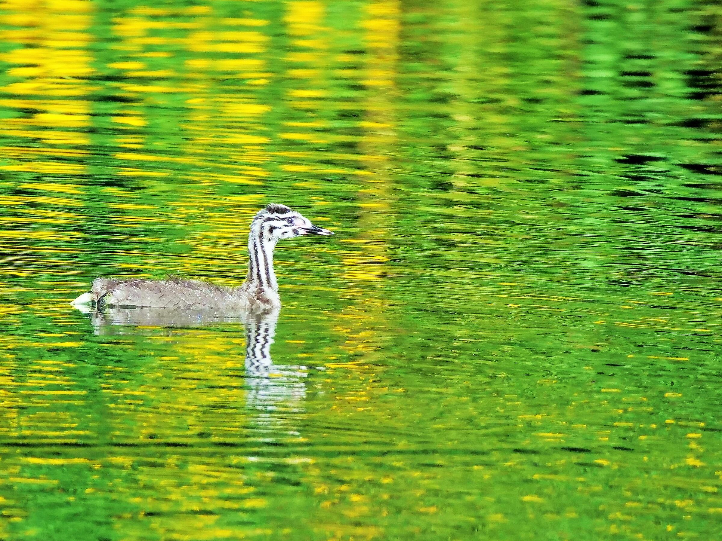 Immature of Great Grebe