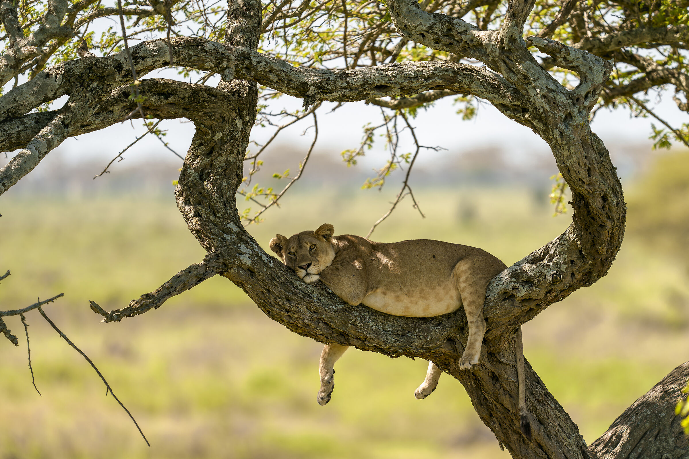 Lazy.