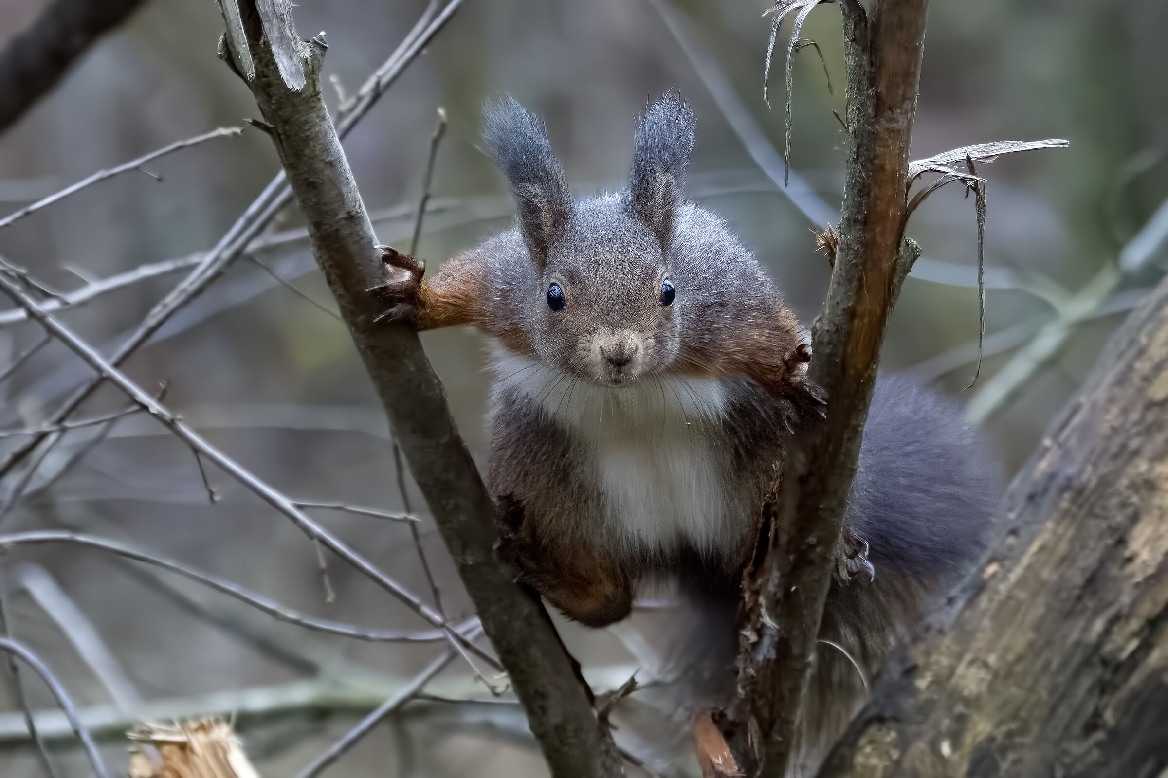 SQUIRREL
