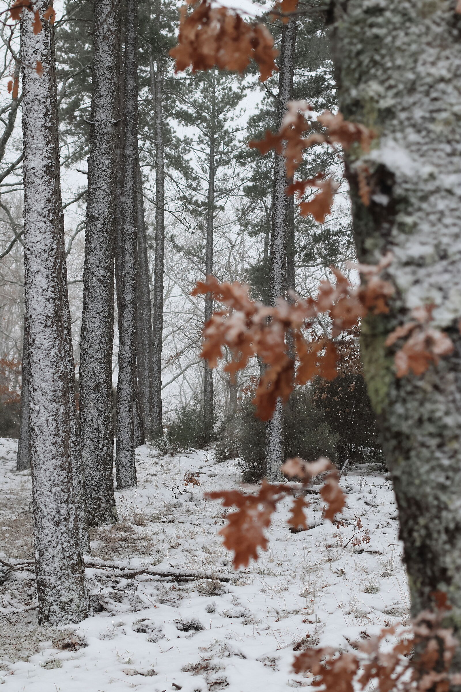 The Forest