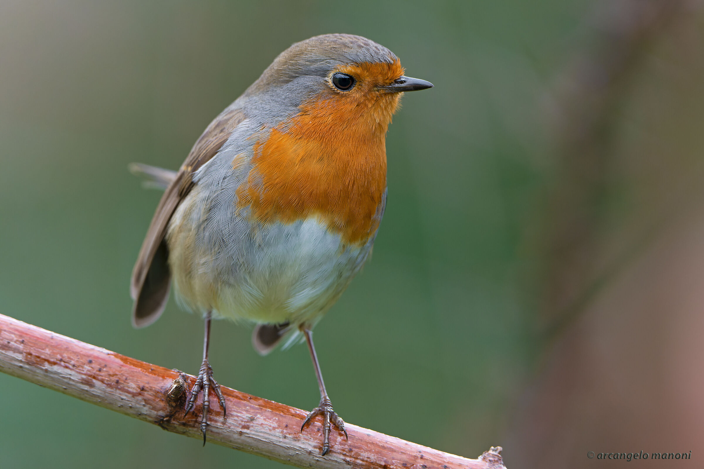 Robin a gennaio 2003