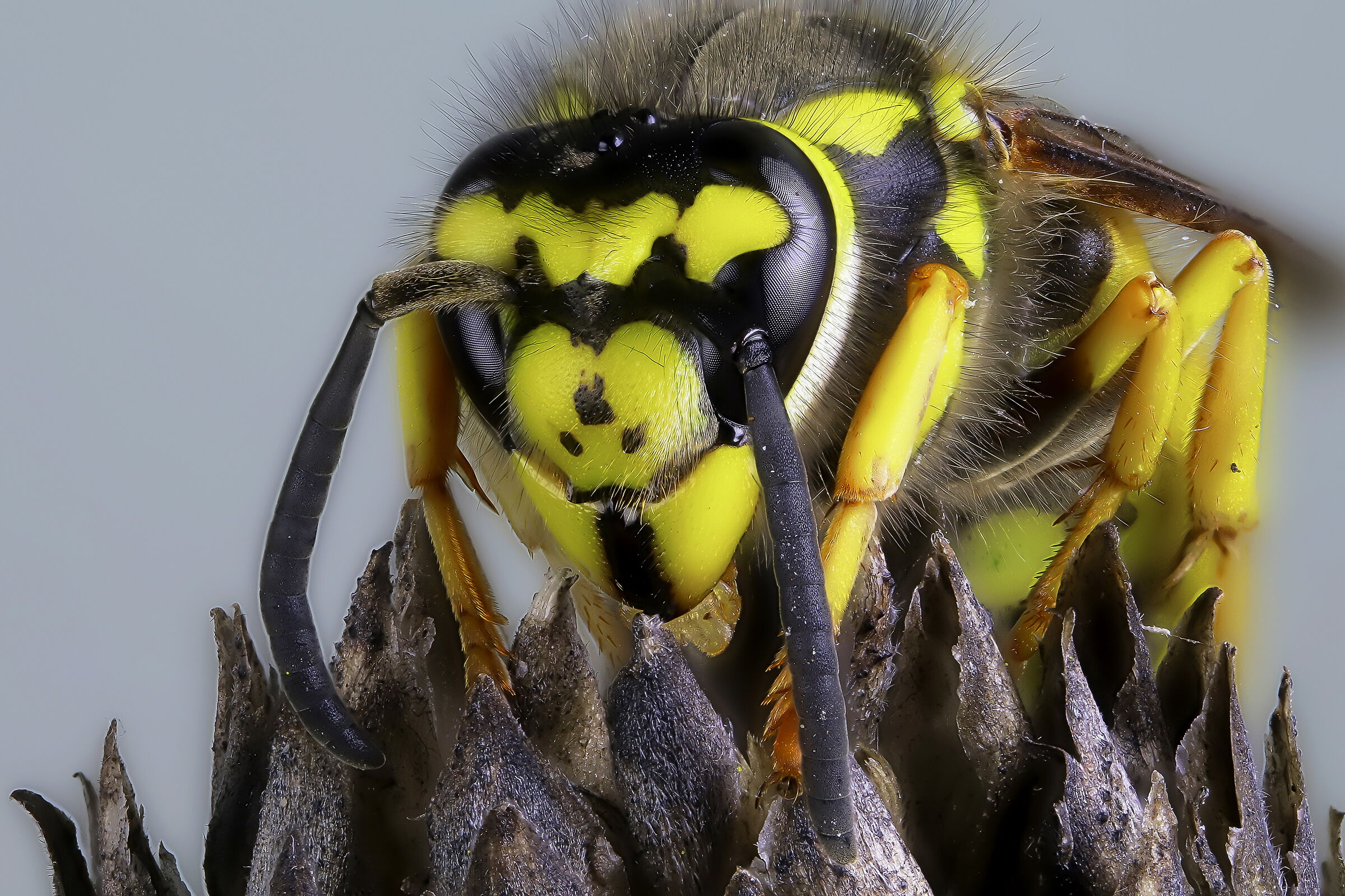 Vespula germanica
