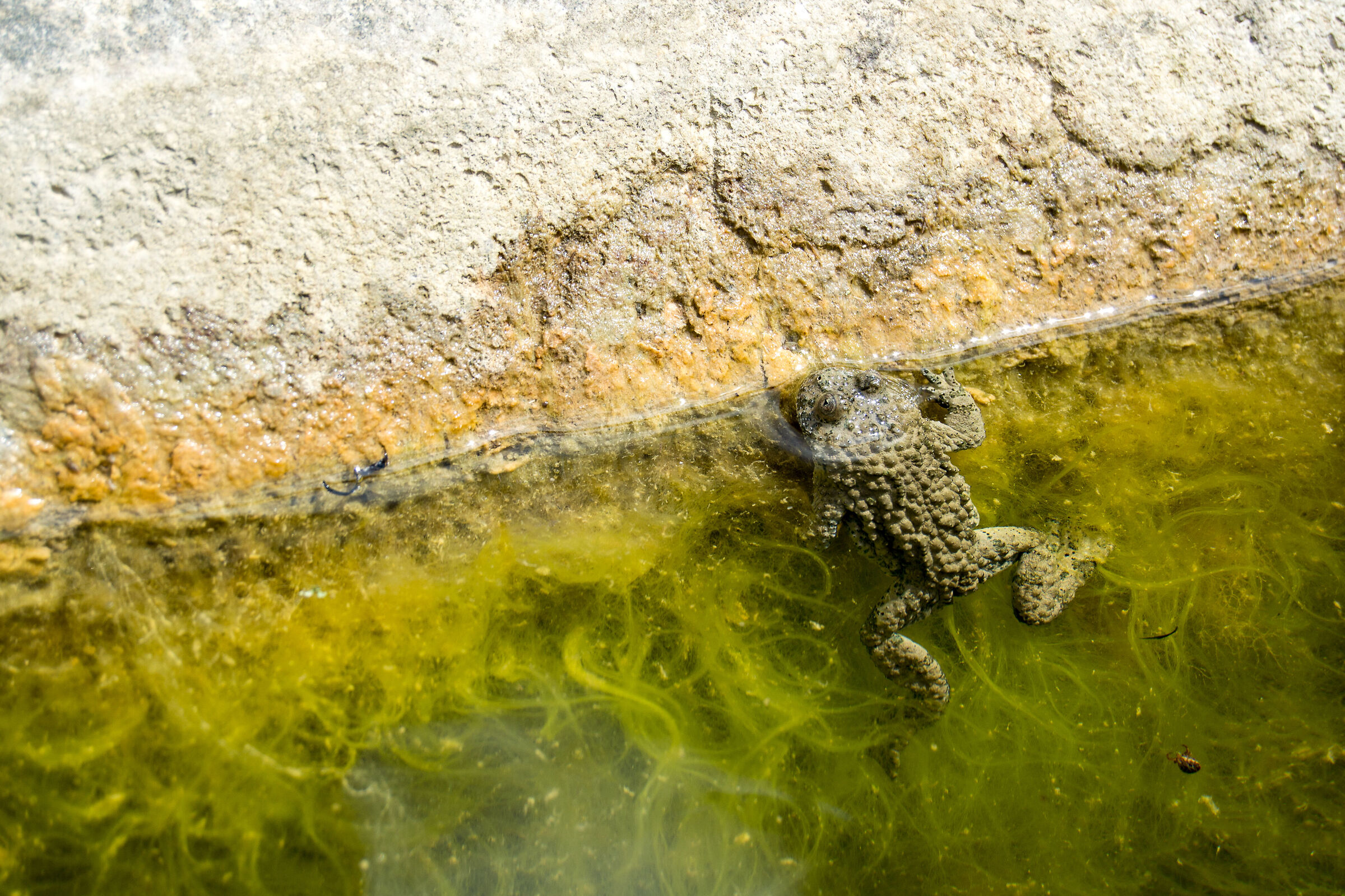 Bombina variegata