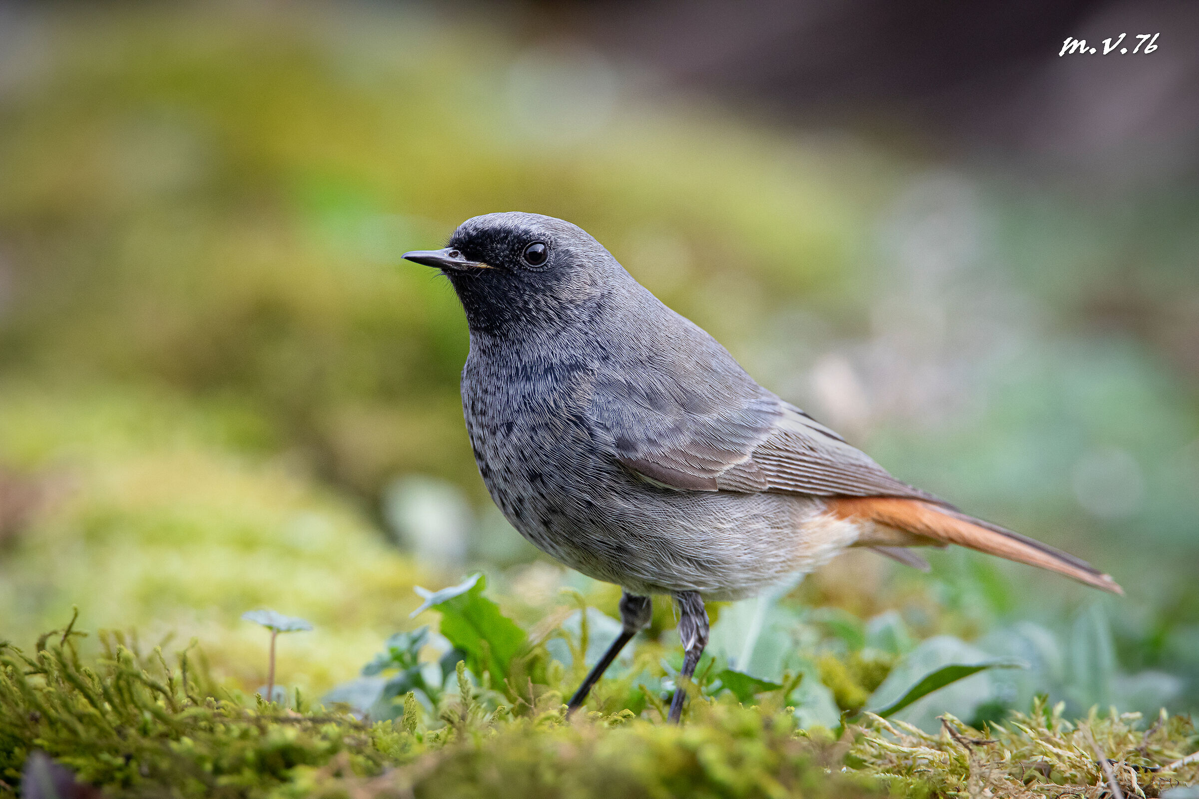 Codirosso spazzacamino - Phoenicurus ochruros