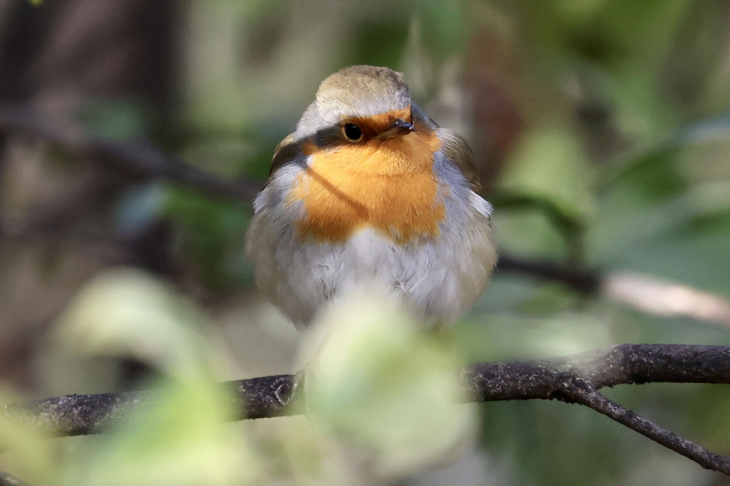 The Masked Robin