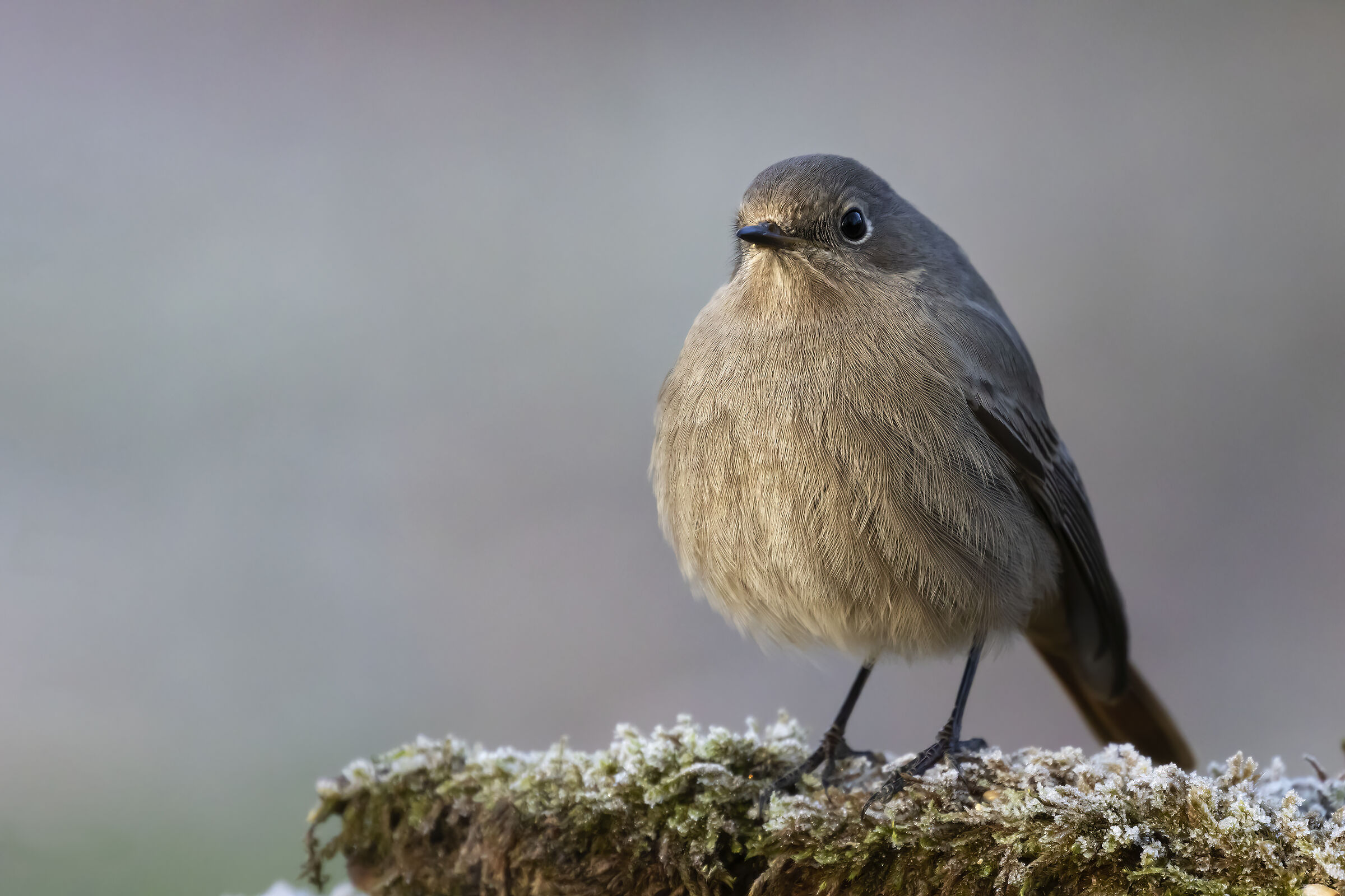 Redstart