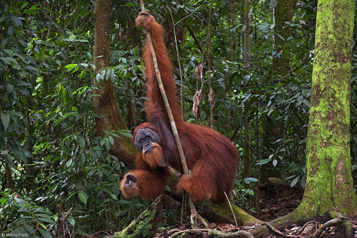 Moving in the forest