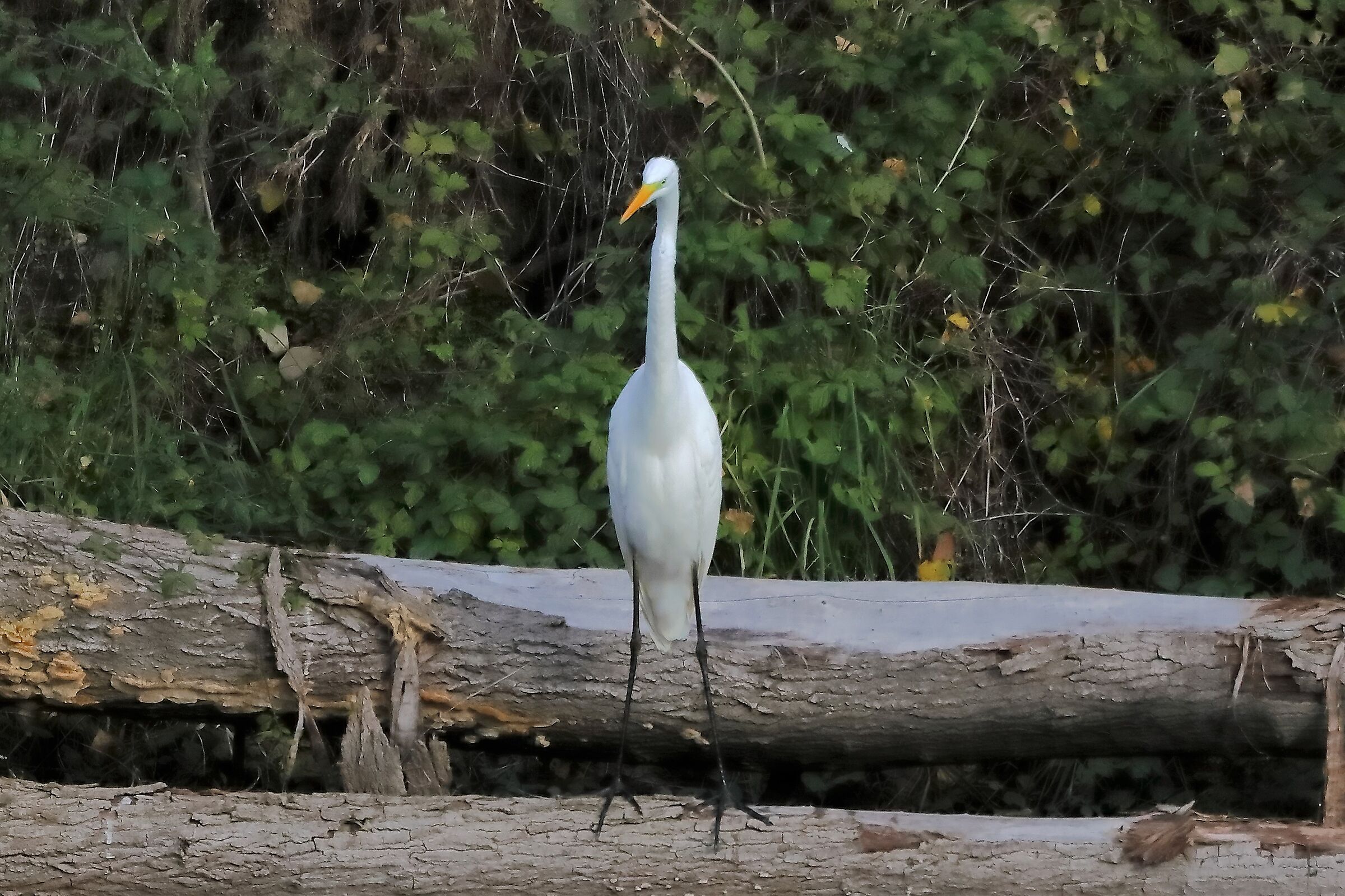 Airone BM 19-11-2022