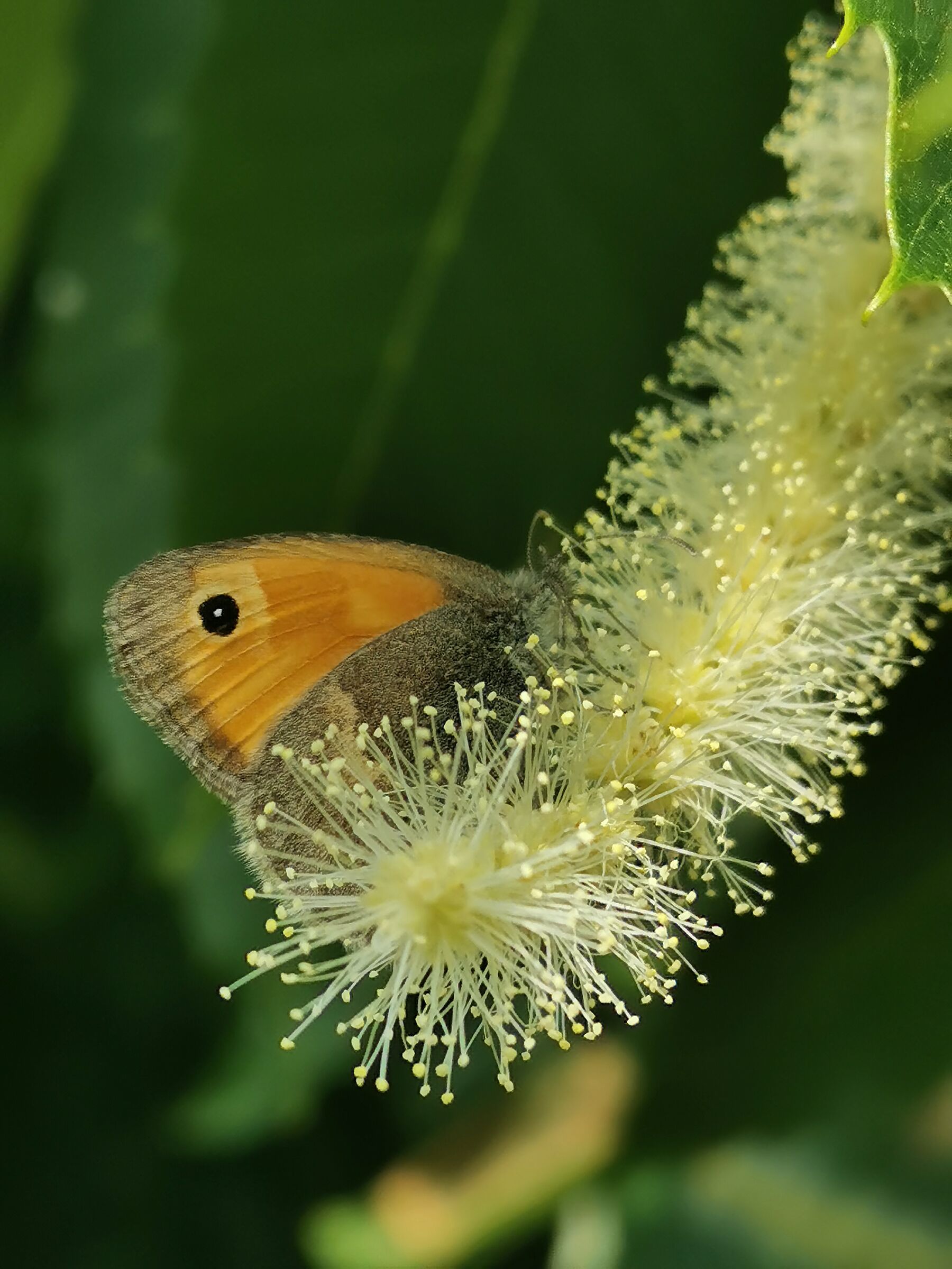 Lesser Nymph (Coenonympha pamphilus)
