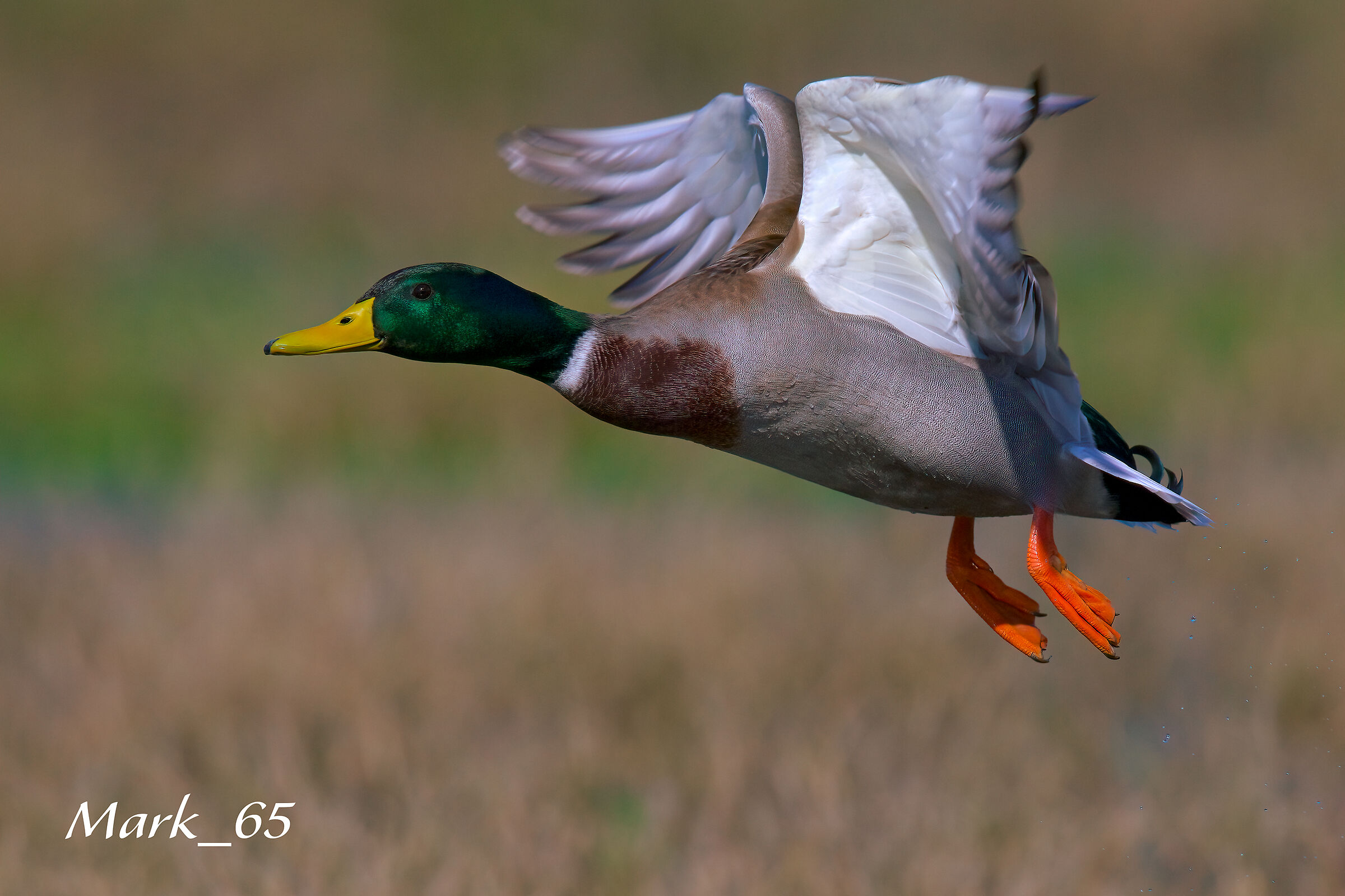 mallard