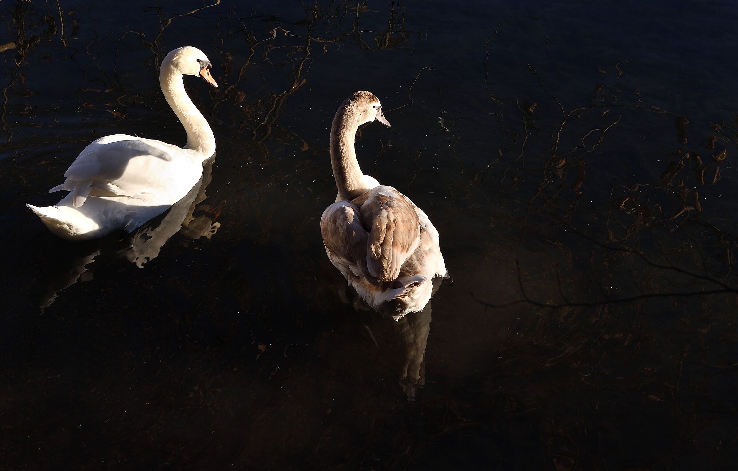 Reflections