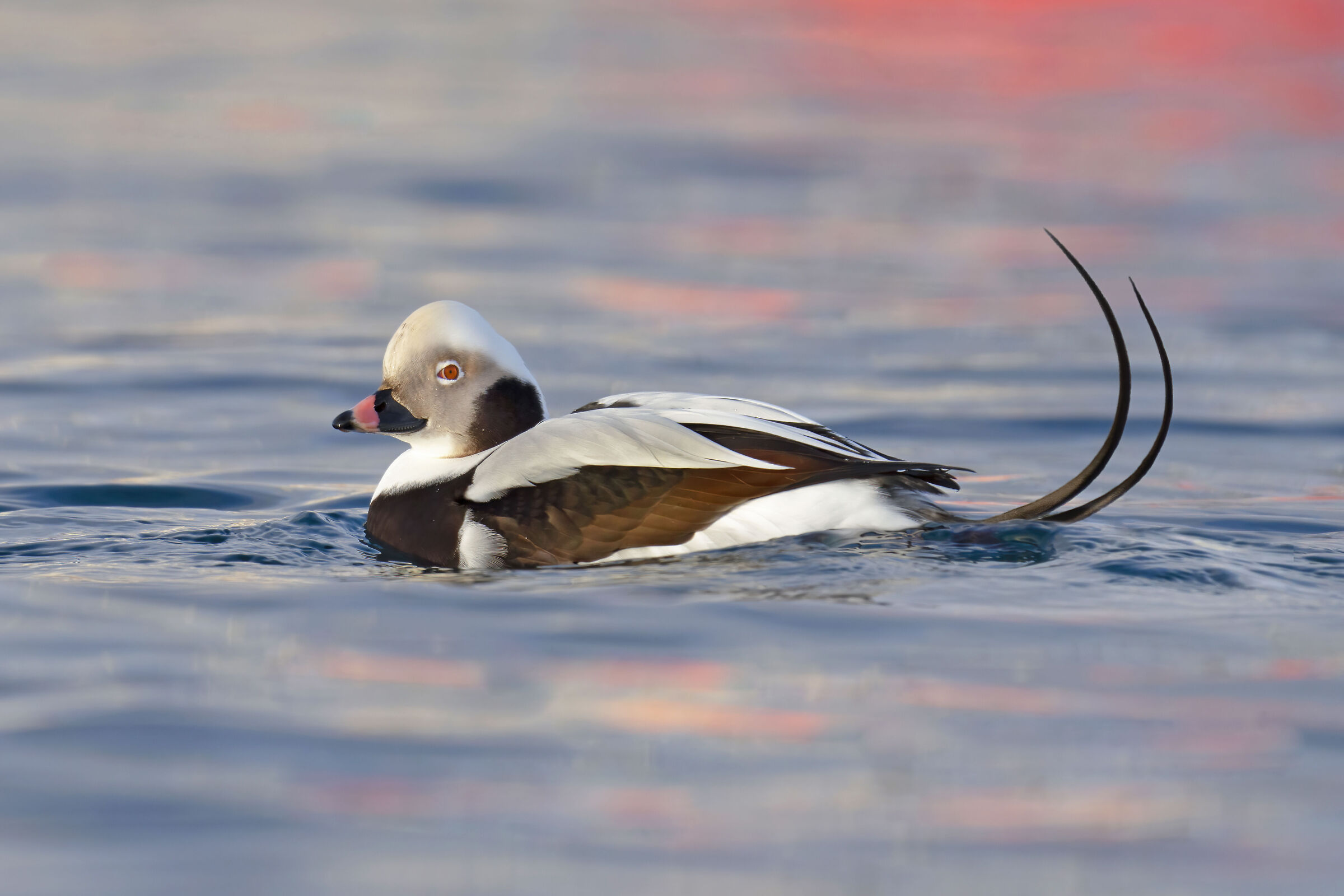 Moretta codona nelle luci del porto